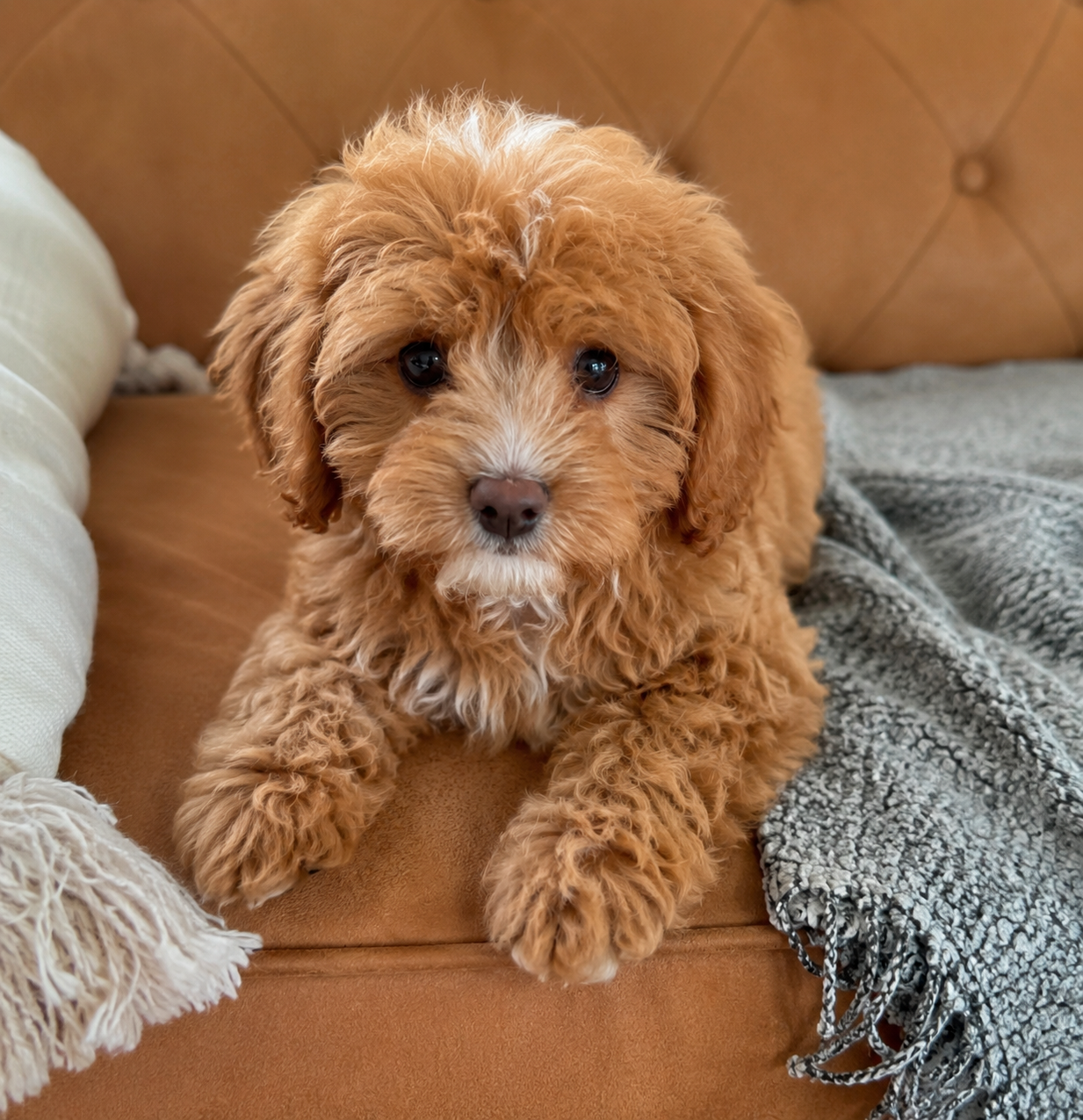 Meet Cavoodle  - Cookie- Available- Click for further details