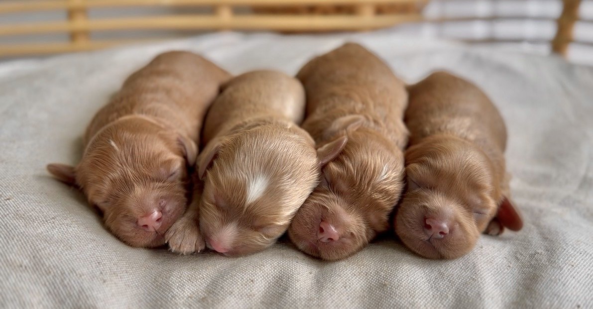 Burdy’s pups.jpg