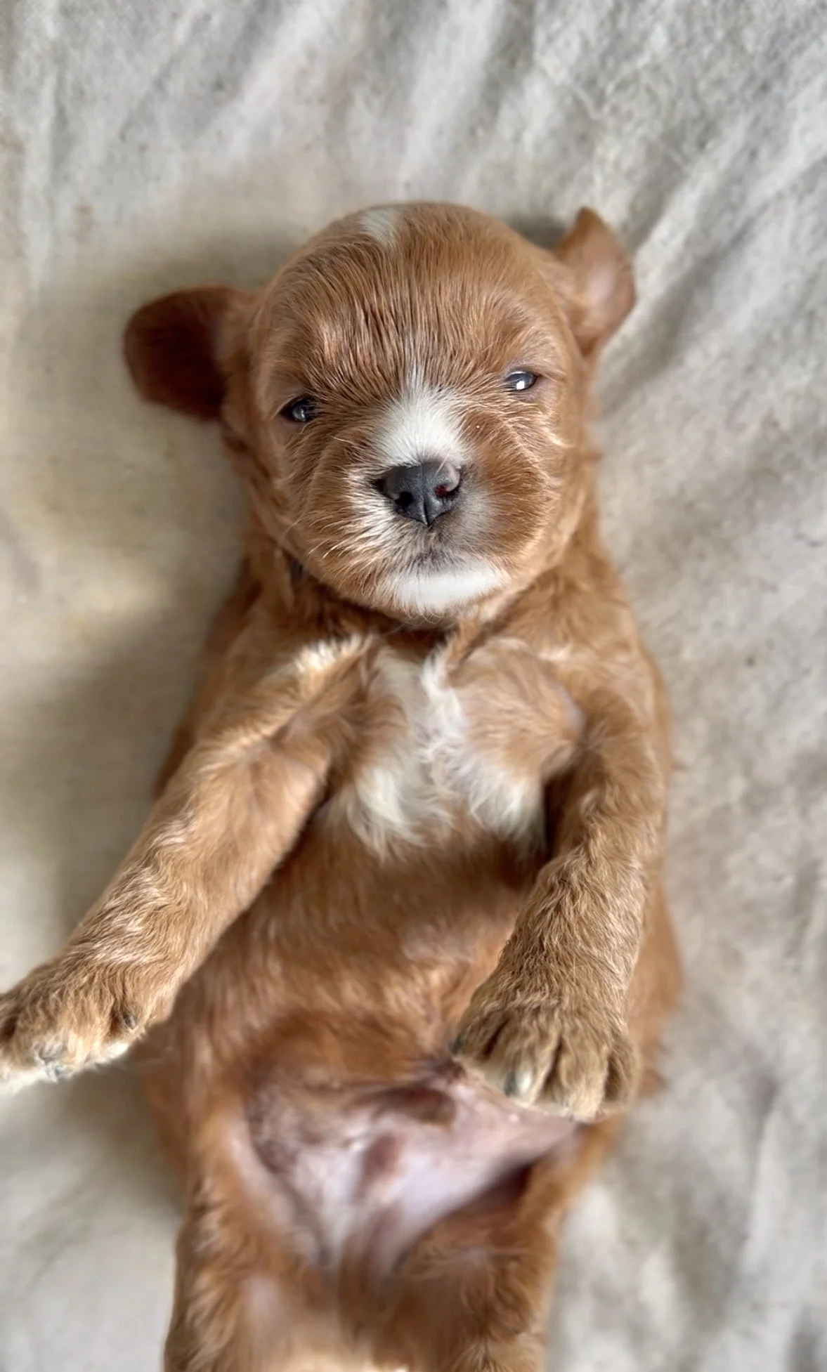 Brandy’s male-1.jpg