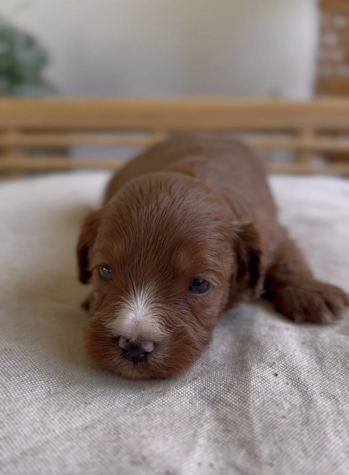 Meet Cavoodle -Jasper- Adopted