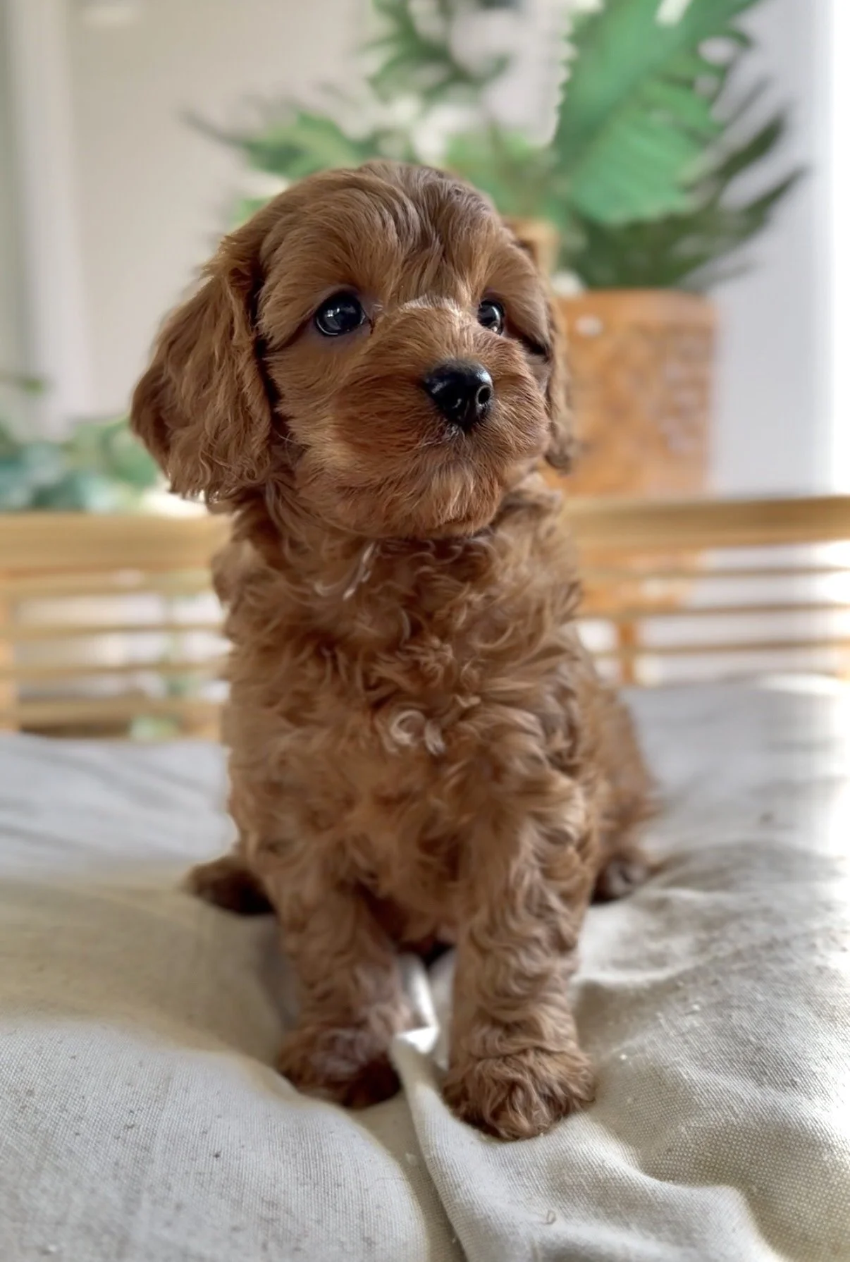 Meet Cavoodle  - Pixie- Available- Click for further details