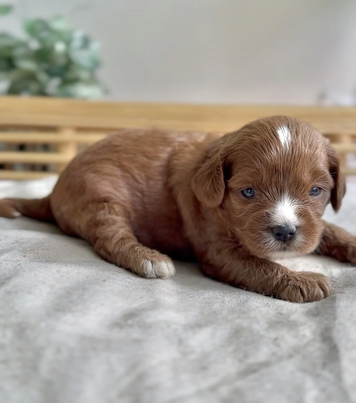 Brandy’s male-2.jpg