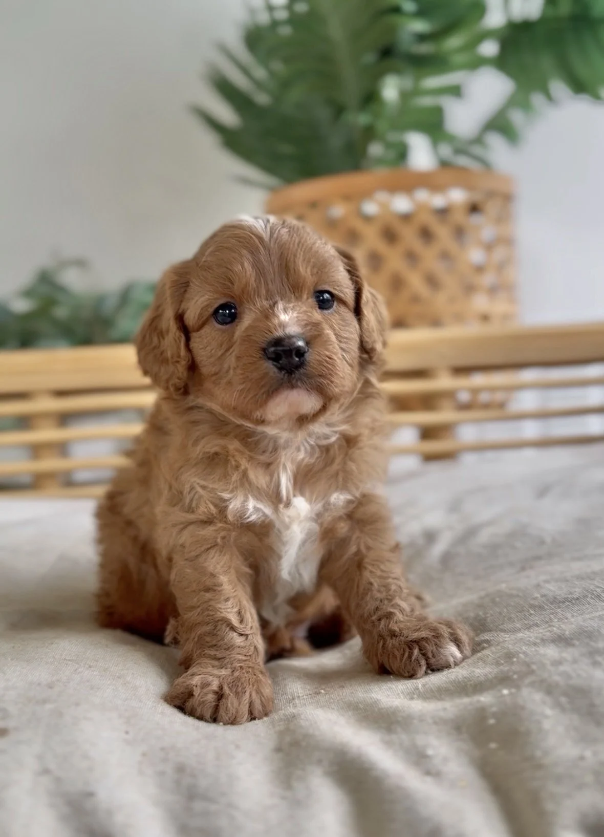 Meet Cavoodle - Teddy- Available- Click here for further details