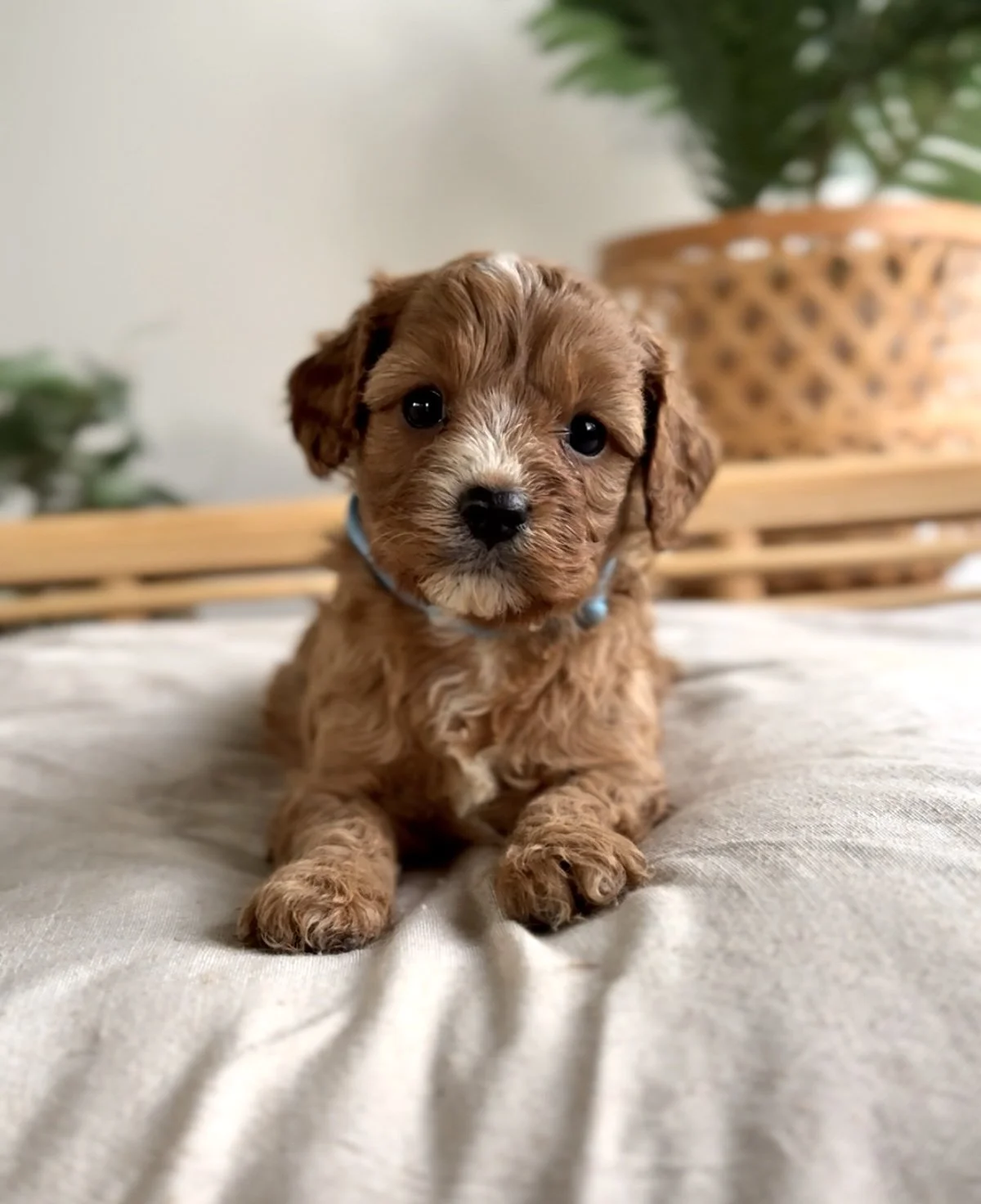 Louie-5.jpg