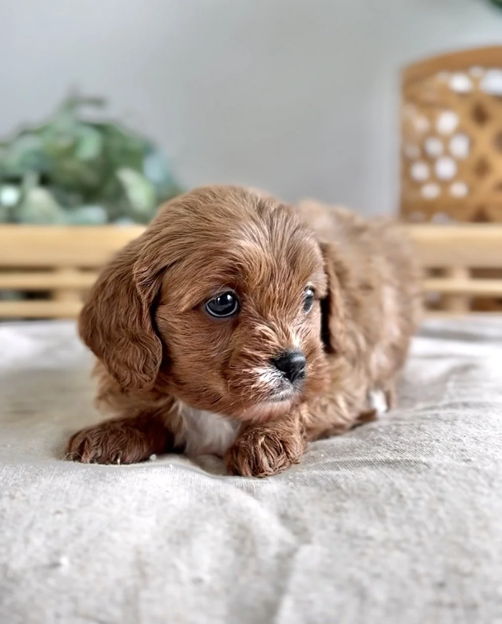 Winnie-3.jpg