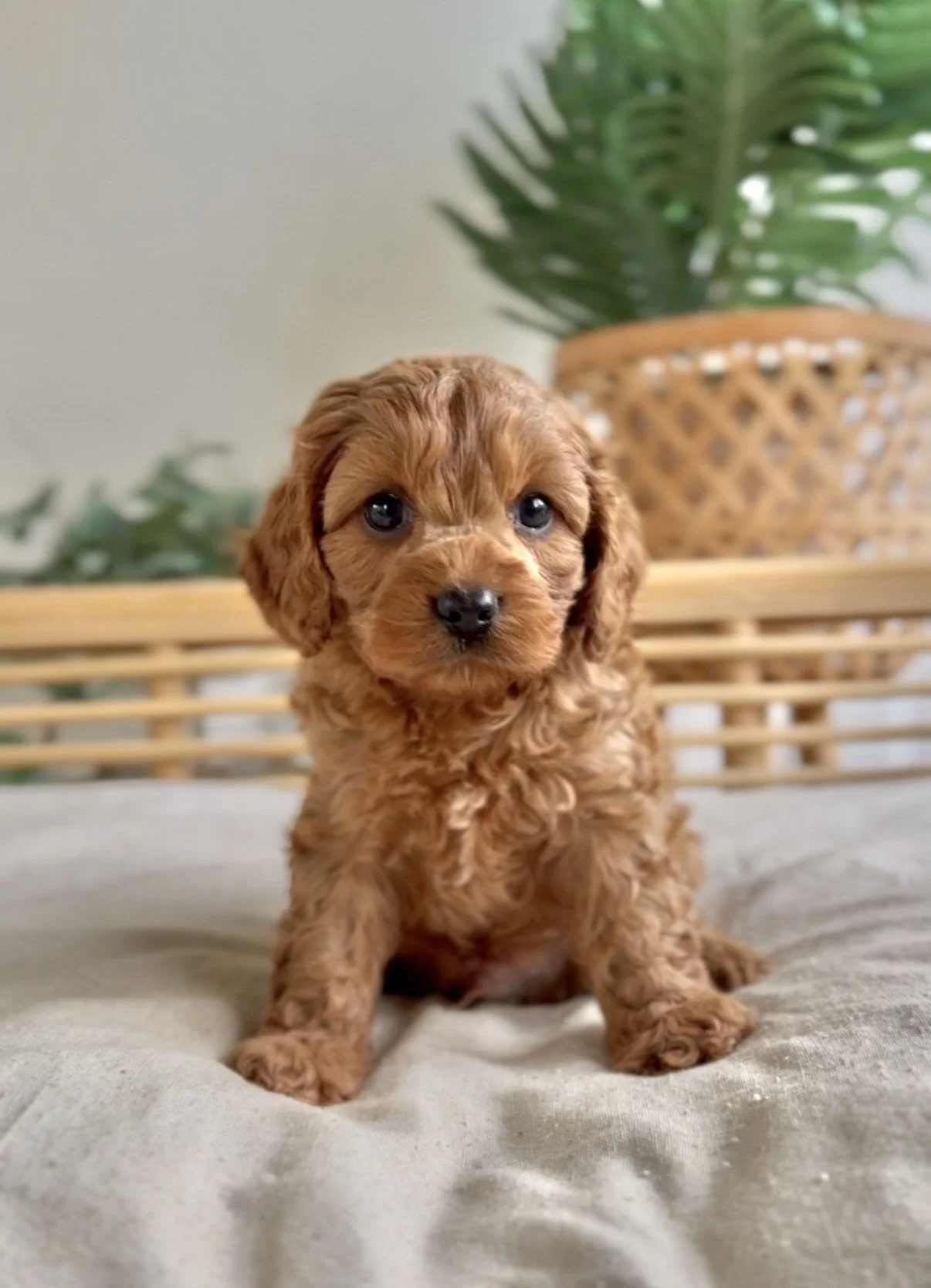red pup 3.jpg