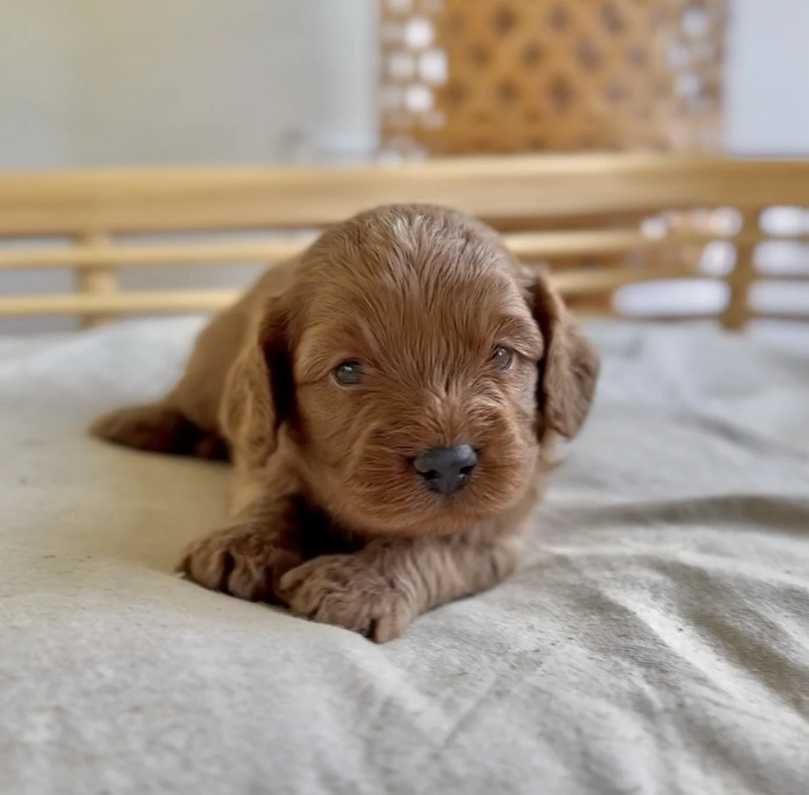 Meet Cavoodle  -Lady- Available- Click for further details