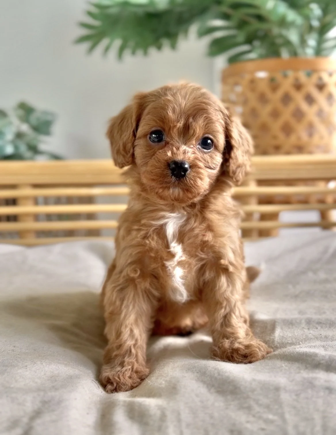 Meet Cavoodle-Zara- Available- Click for further details