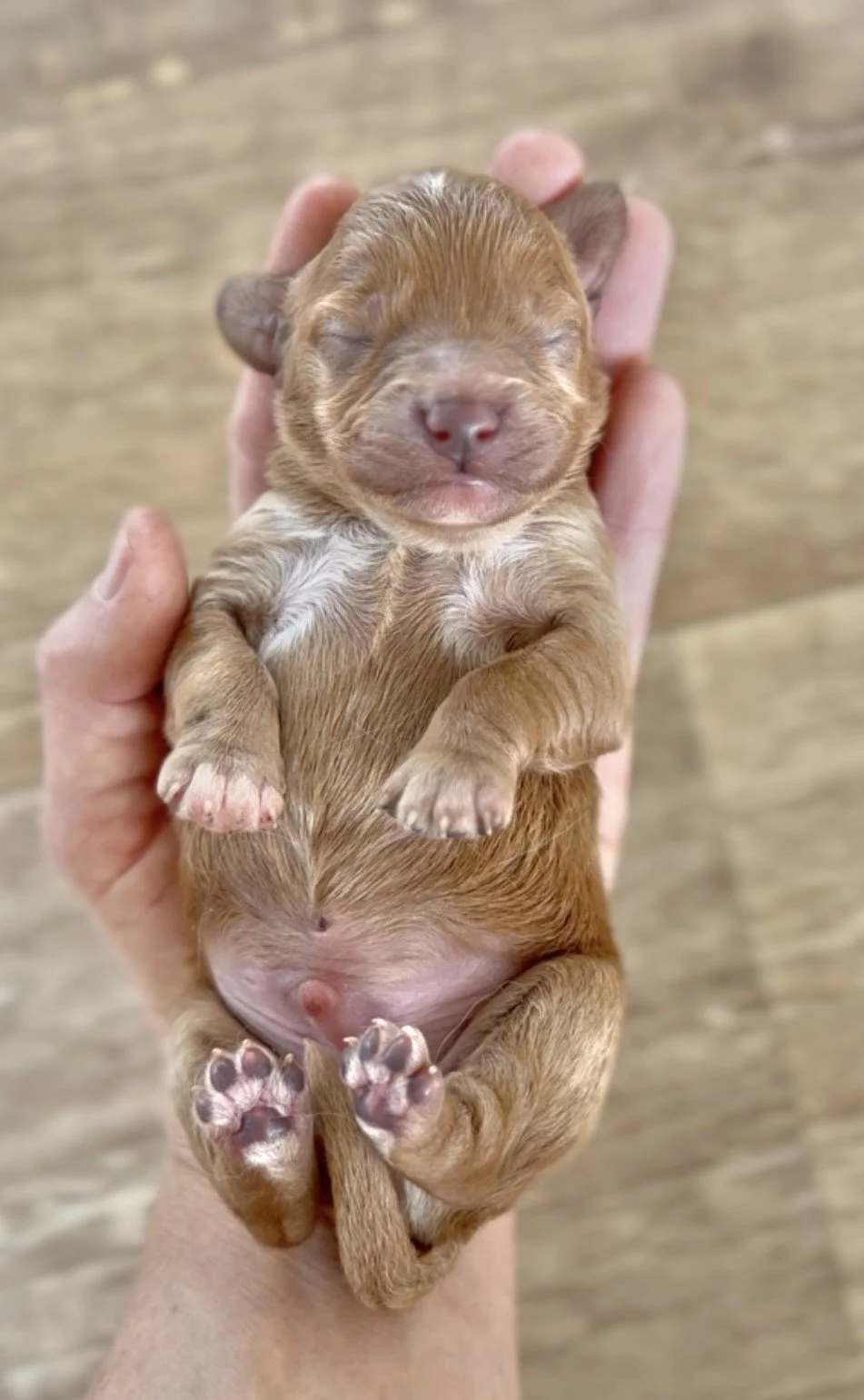 Bella’s litter-3.jpg