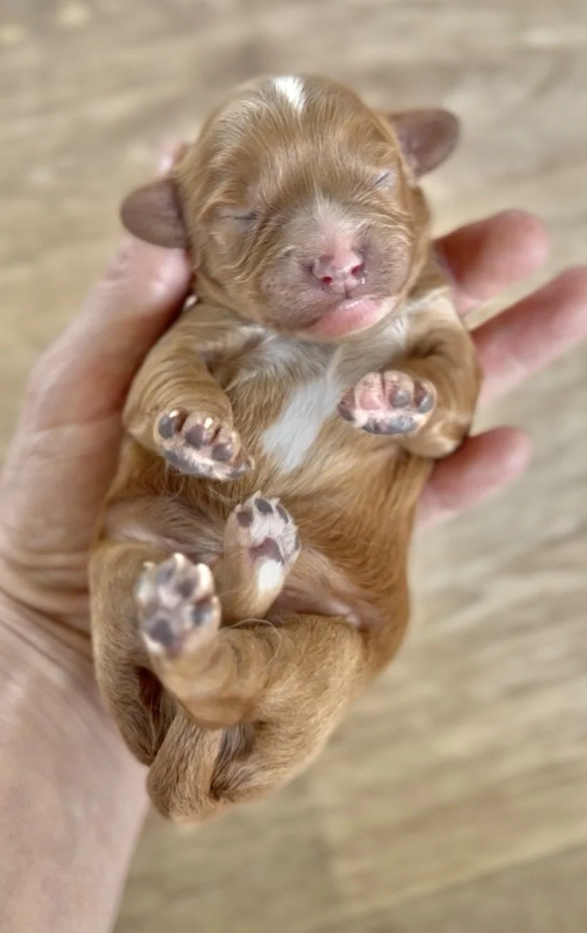 Bella’s litter-4.jpg