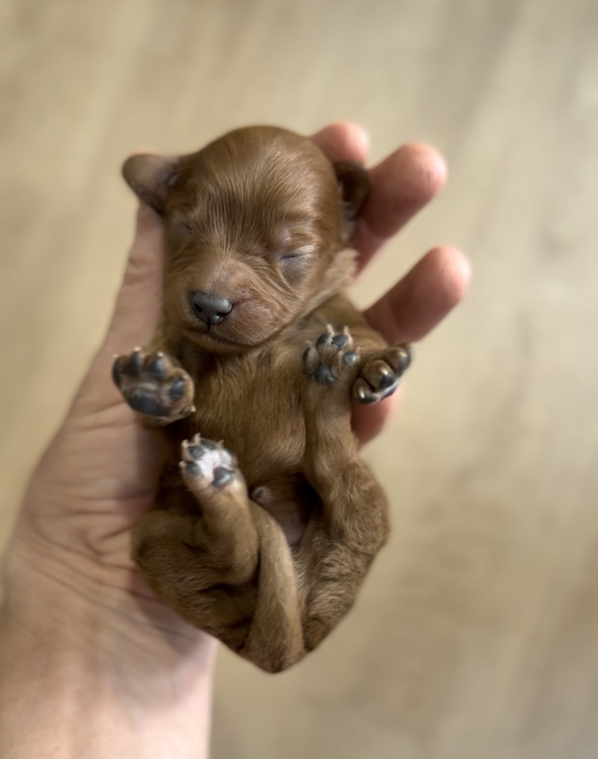 Puppies coming soon! (Click Here)