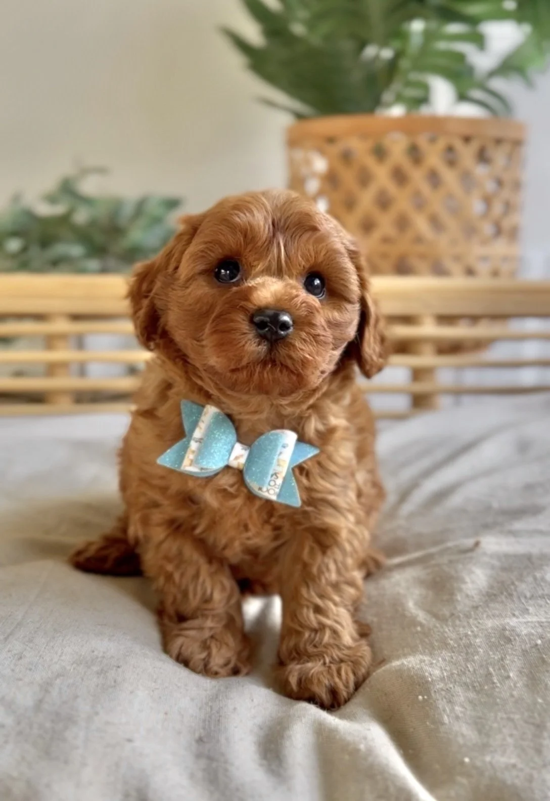 Meet Cavoodle - Remmy- Available- Click here for further details