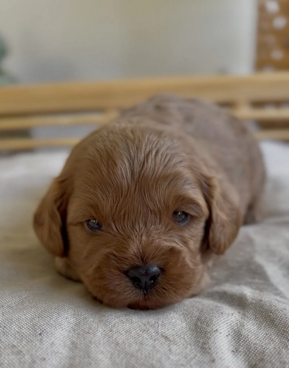 Meet Cavoodle- Teddy- Available, Click for further details