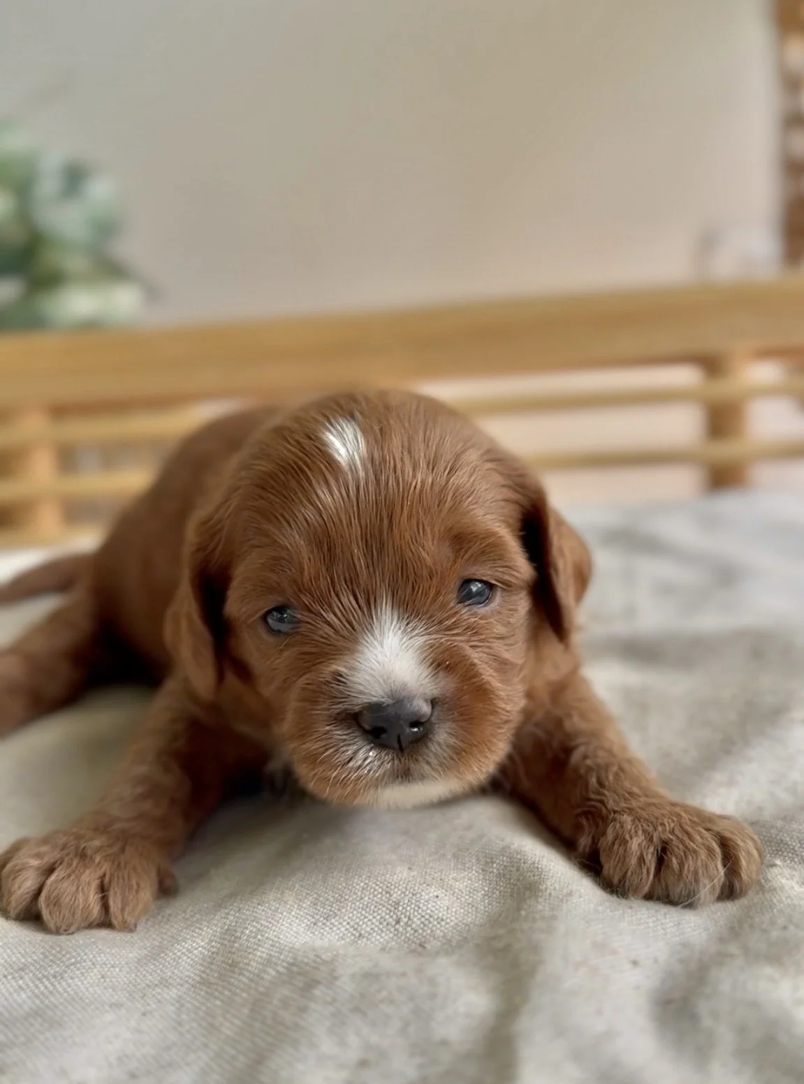 Brandy’s male-3.jpg