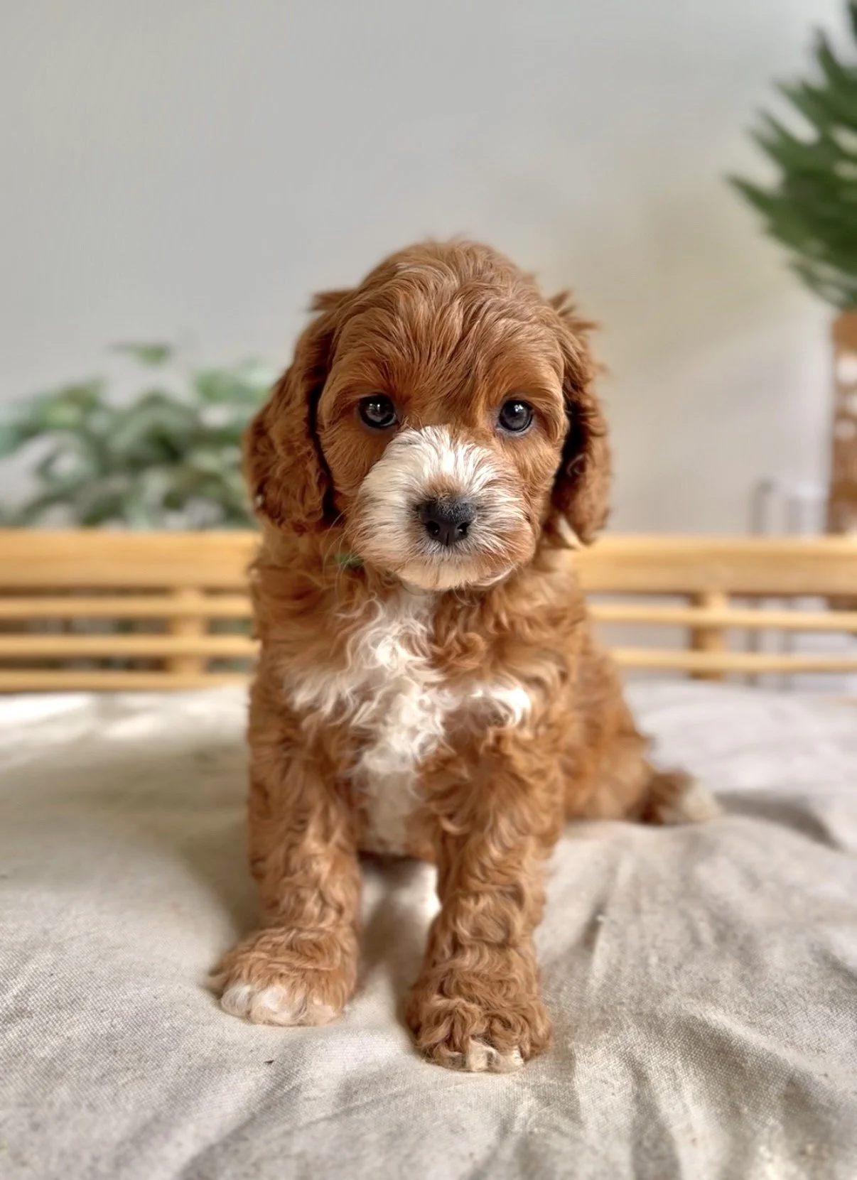 winnie green collar.jpg