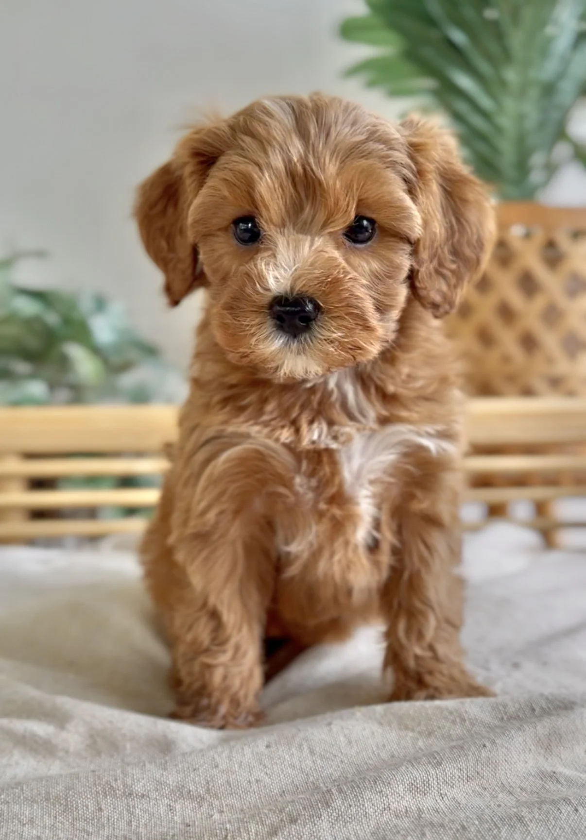 Lilly-3.jpg
