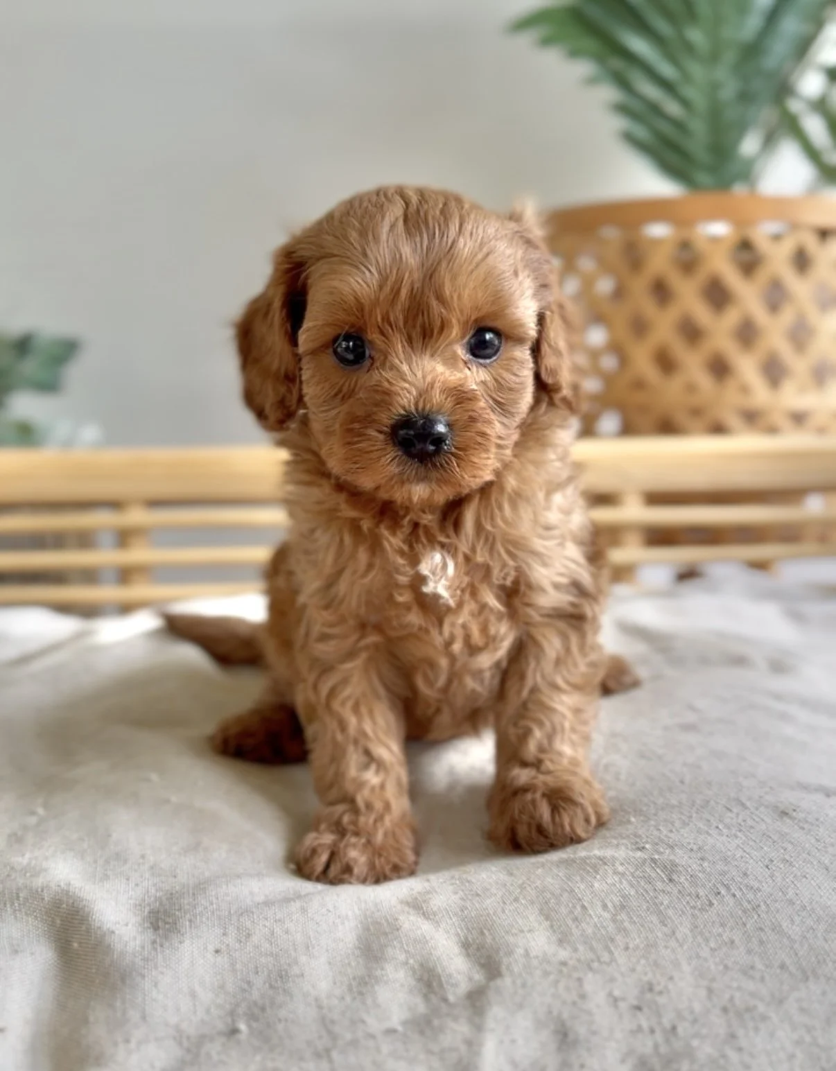 Meet Cavoodle -Alfie- Adopted