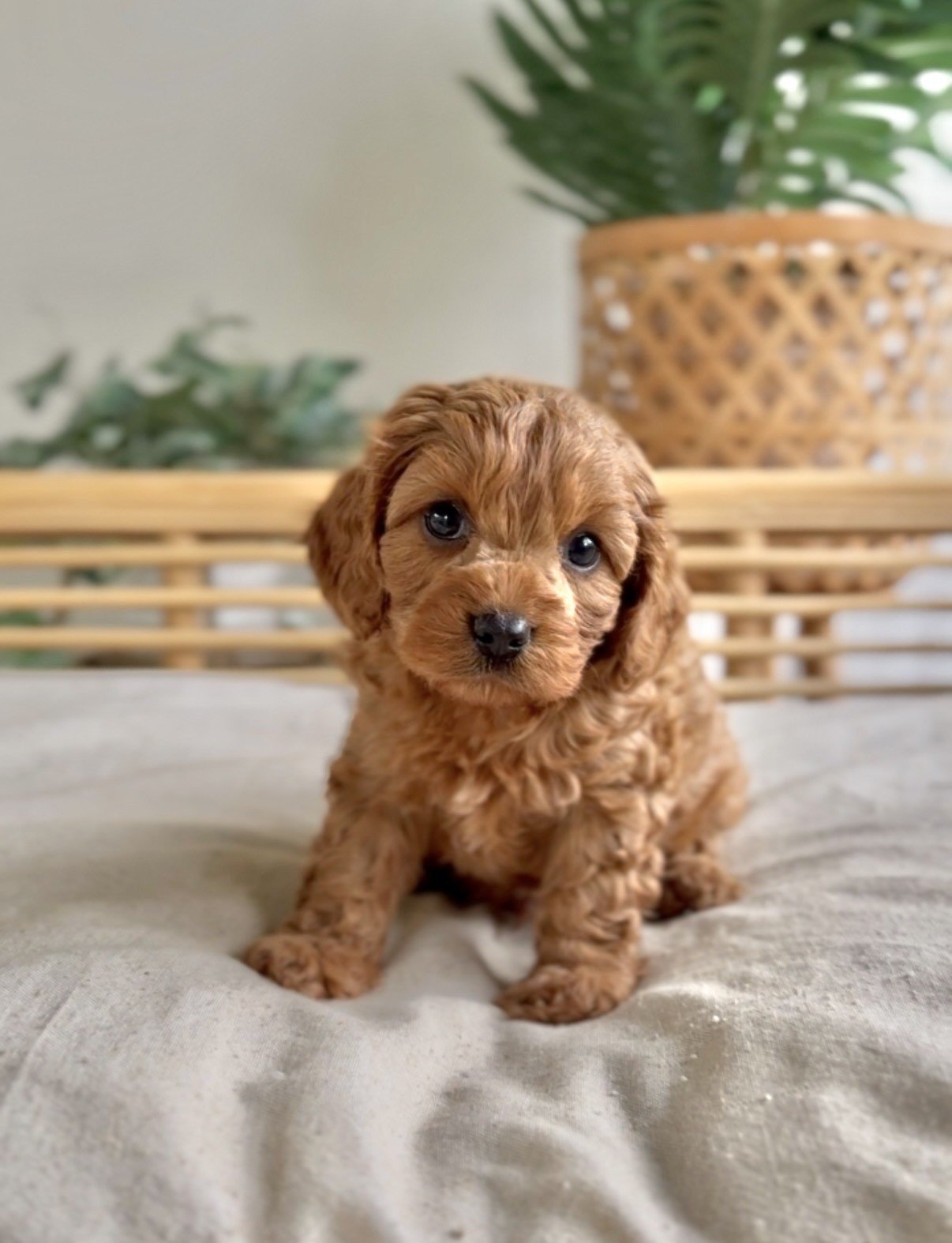 red pup4.jpg