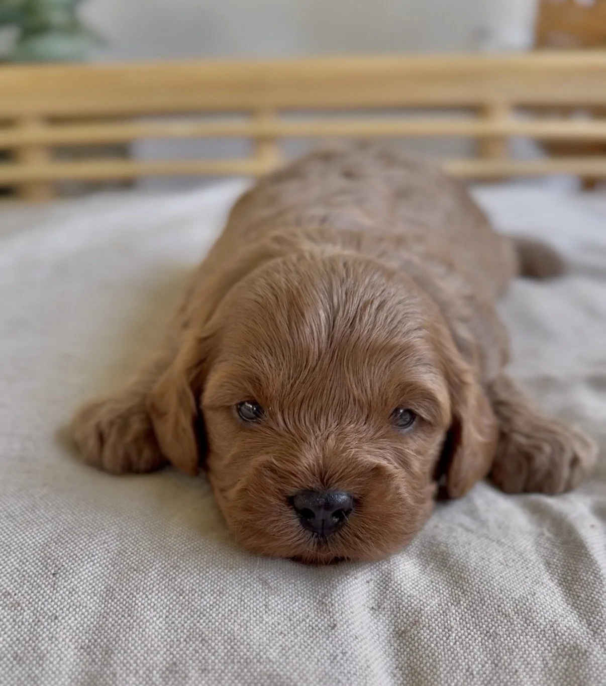 Bitdy’s male-1.jpg