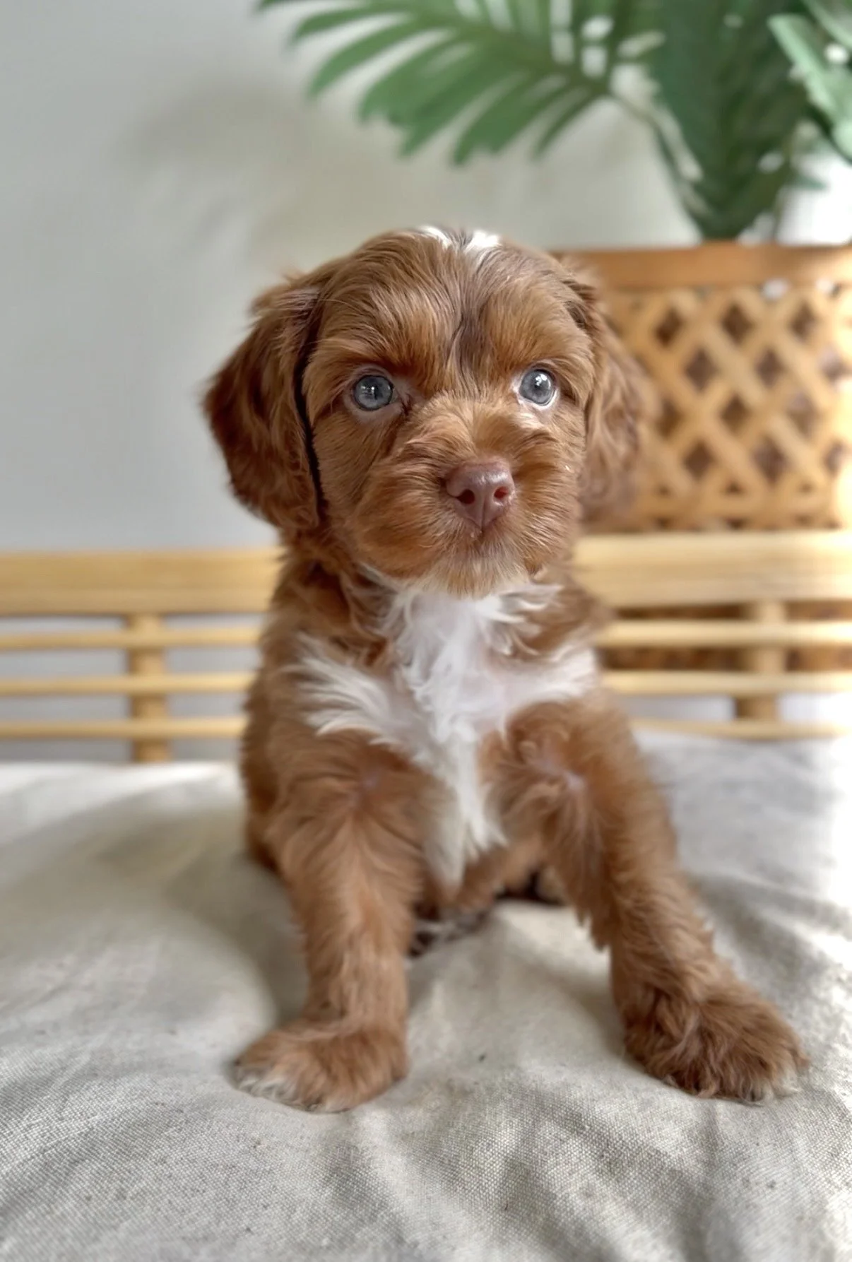 Meet Cavoodle- Andy- Adopted