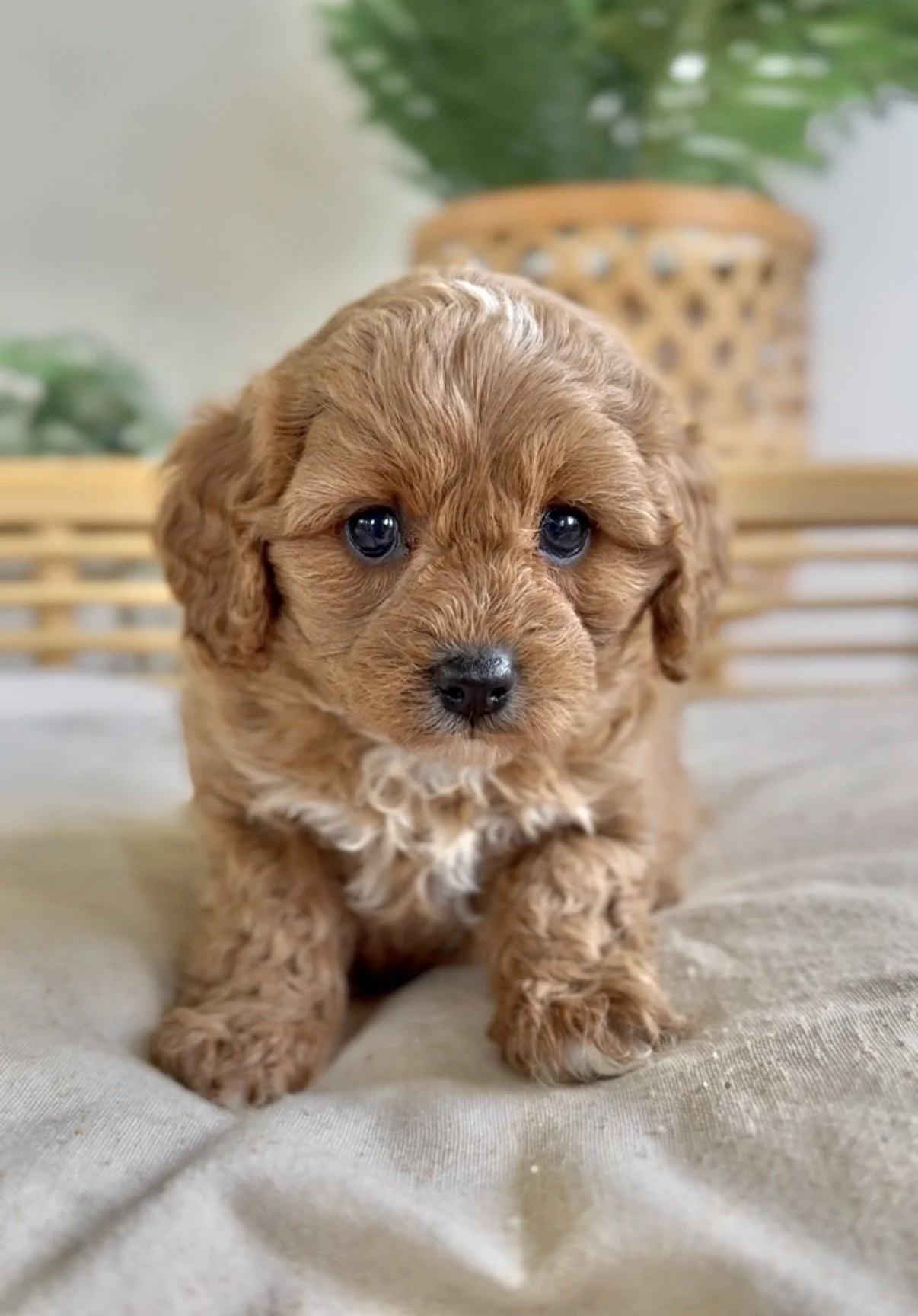 Meet Cavoodle  - Charli- Adopted