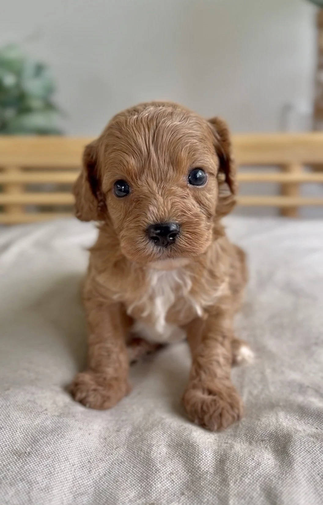Meet Cavoodle -Scout- Click for further information