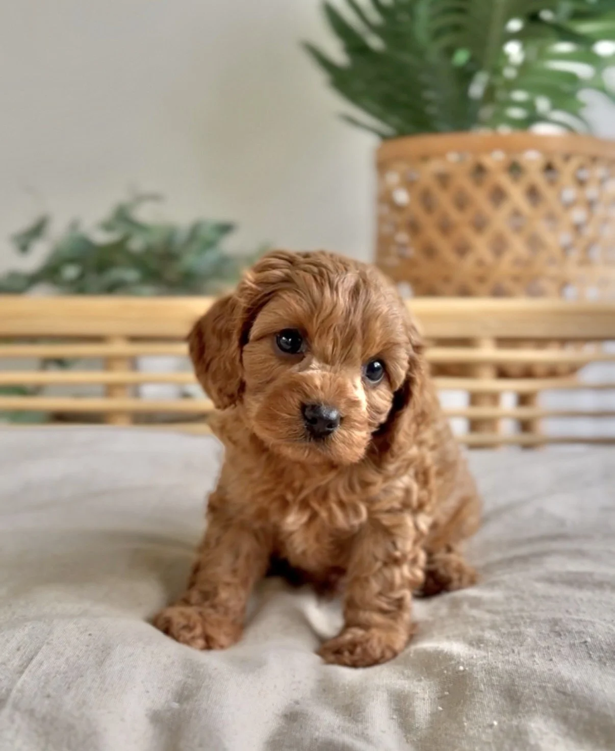 red pup.jpg