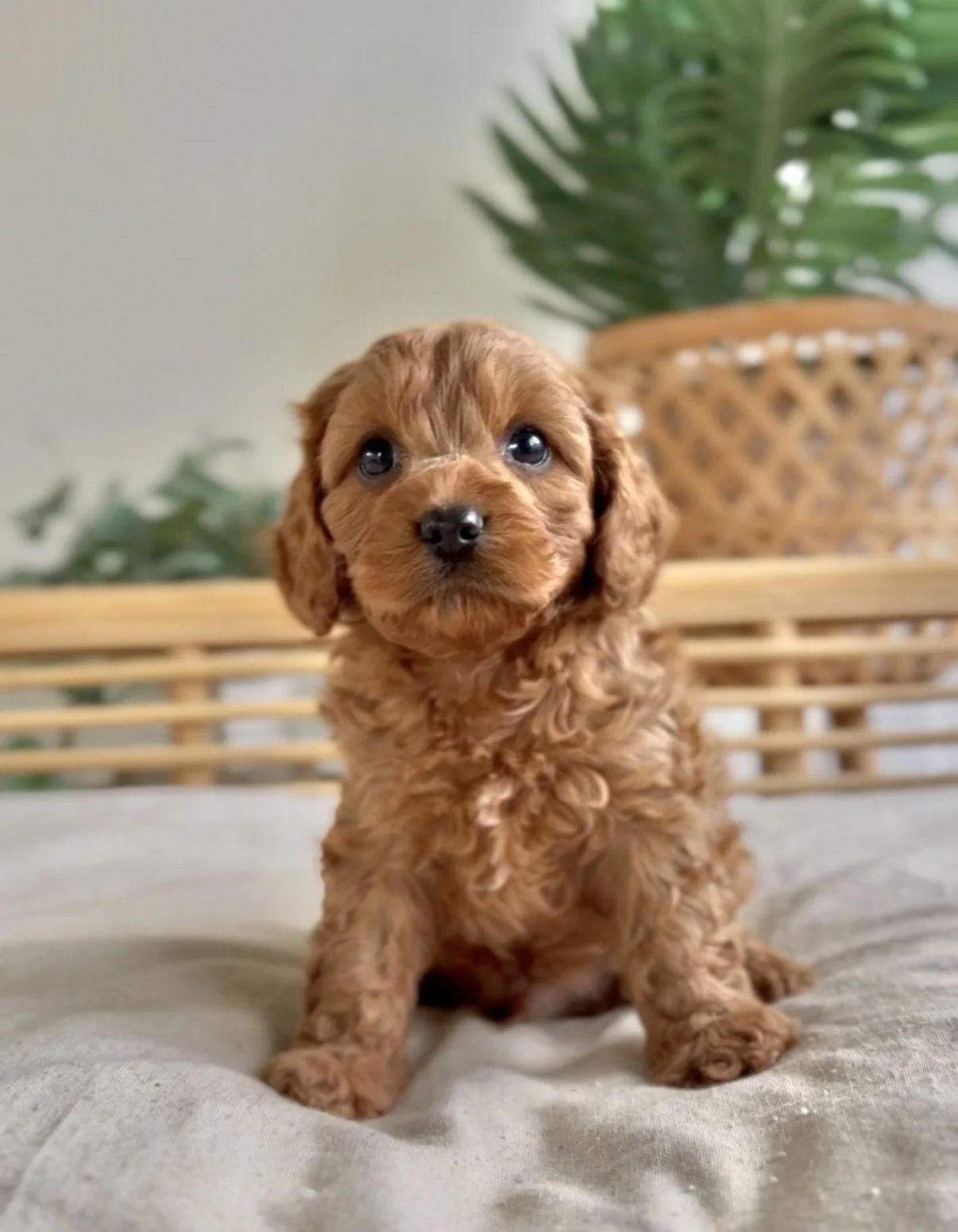 red pup two.jpg