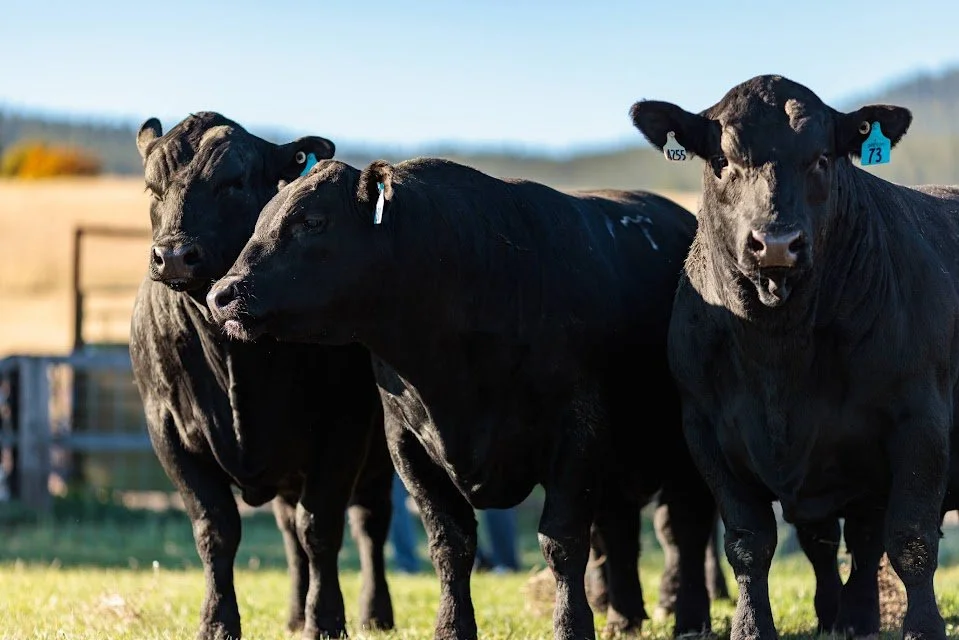 California Bull Sale 2026