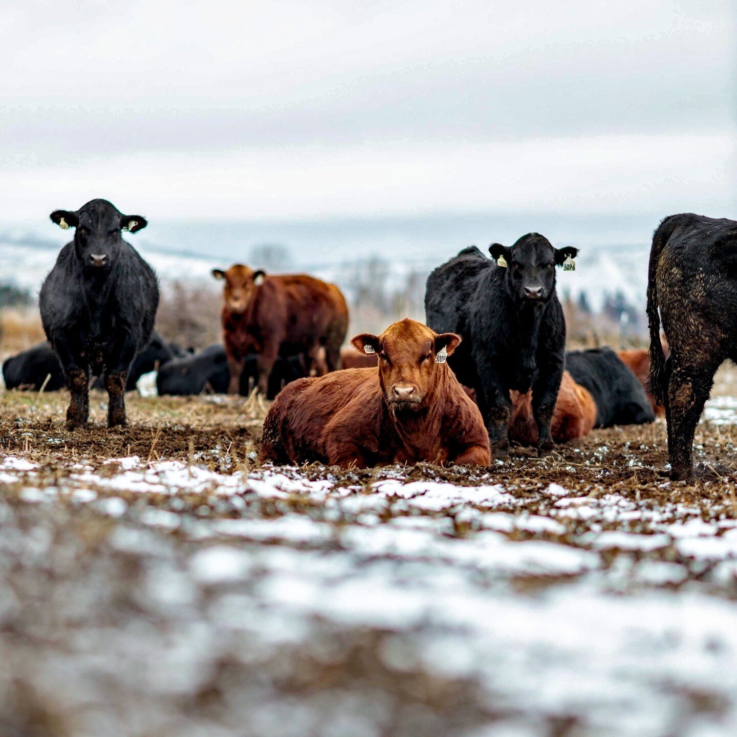 Rugged 
Resilient 
Relentless
READY FOR ANYTHING ☄️

2.27.24
View the catalog at the link in our bio!

#angus #cattle #ranch #bull #sire #cattlesale