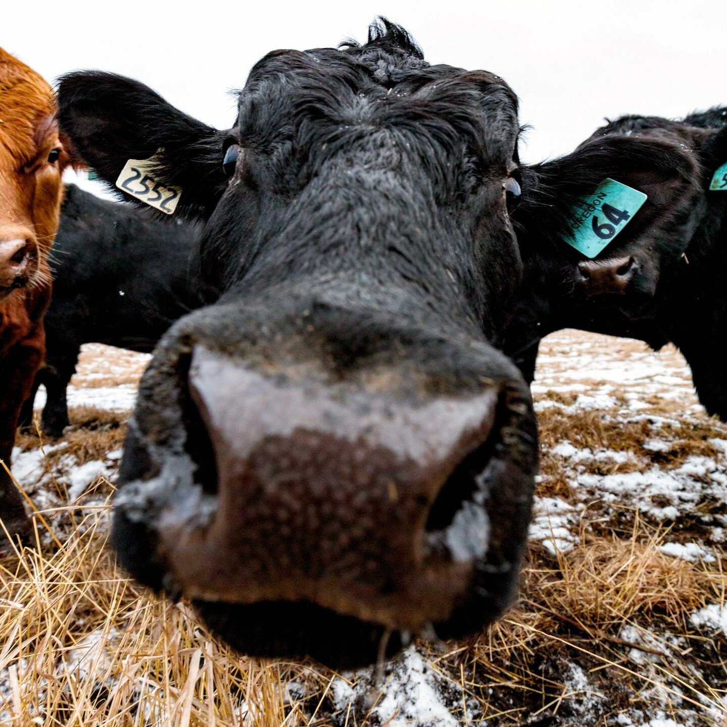 HEY YOU! Yes, you... 👋

New Cattle Producer Podcast episodes are on the way! What topics do you want to know more about? And what guests do you want to hear from? 🎙️

Let us know at the link in our bio; we are all ears...