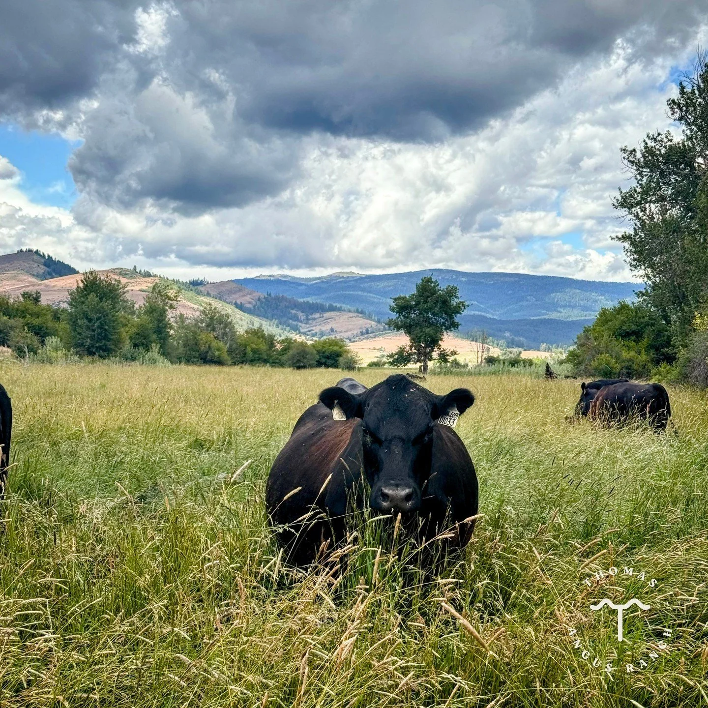 This summer, the ranch is bustling with activity from both cattle and wildlife. We may think everything we do is important, but in a basic sense, ranching is the art of looking after God's green pastures and the animals that graze them. 🌾🦌🤠

#cowc