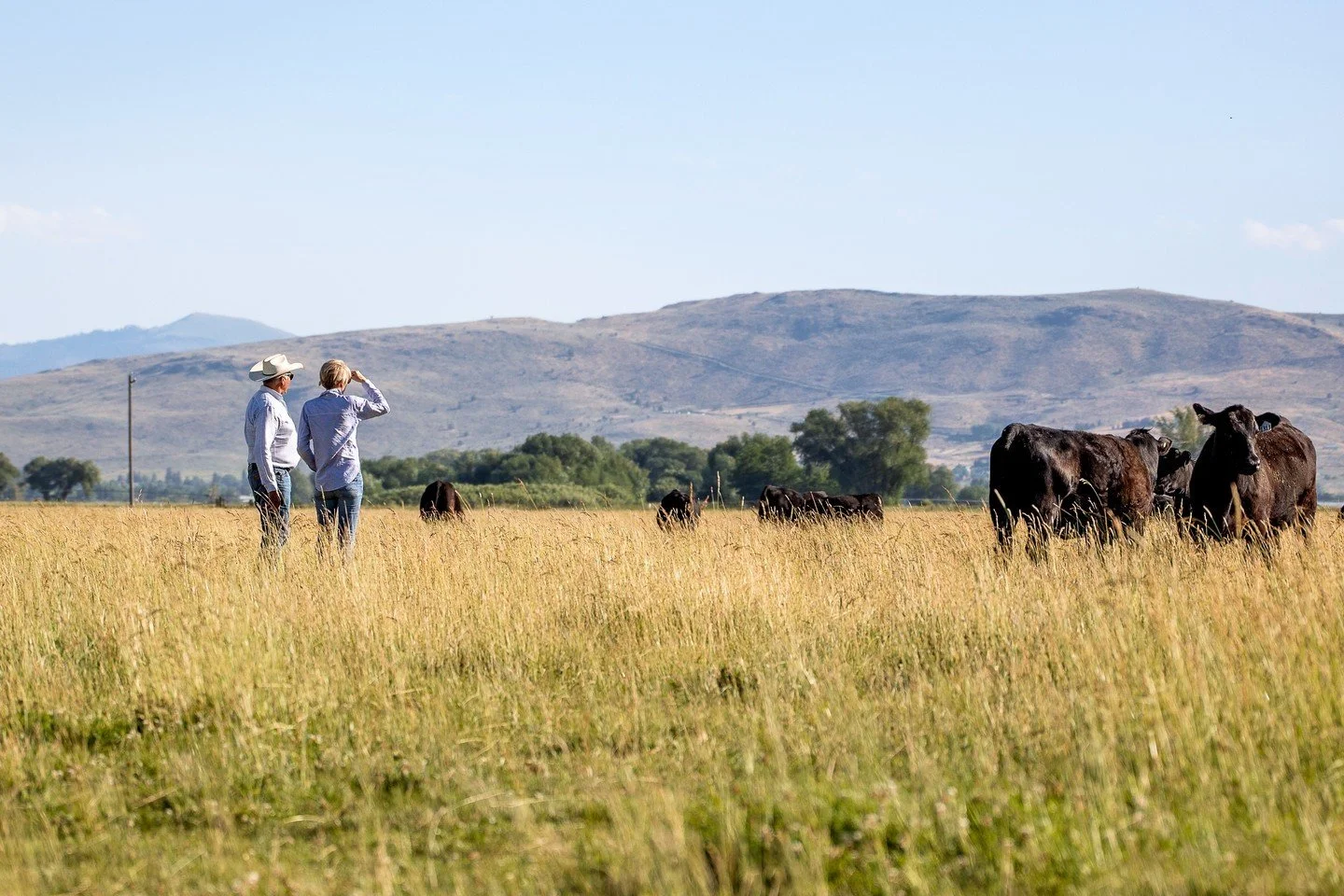 Superior Genetics. For Ranchers. By Ranchers.

Join us on September 24 at 1:00 PM PST for our Annual California Bull Sale.

More info at the link in our bio.