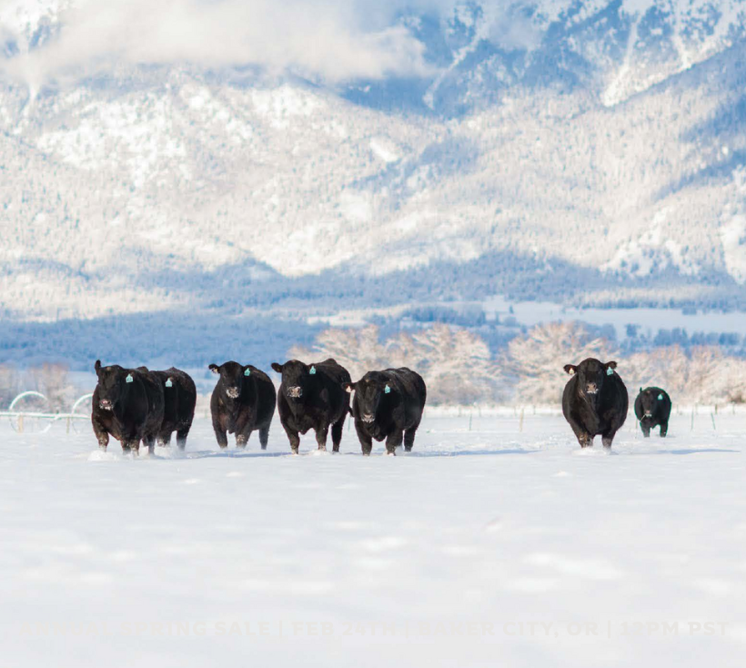 Annual Spring Sale 2026