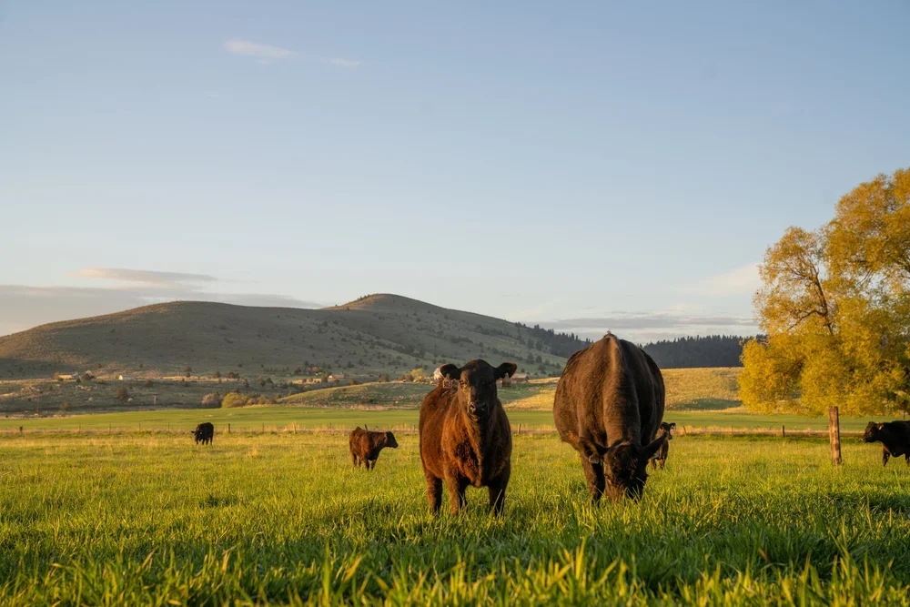 Thomas Angus Ranch