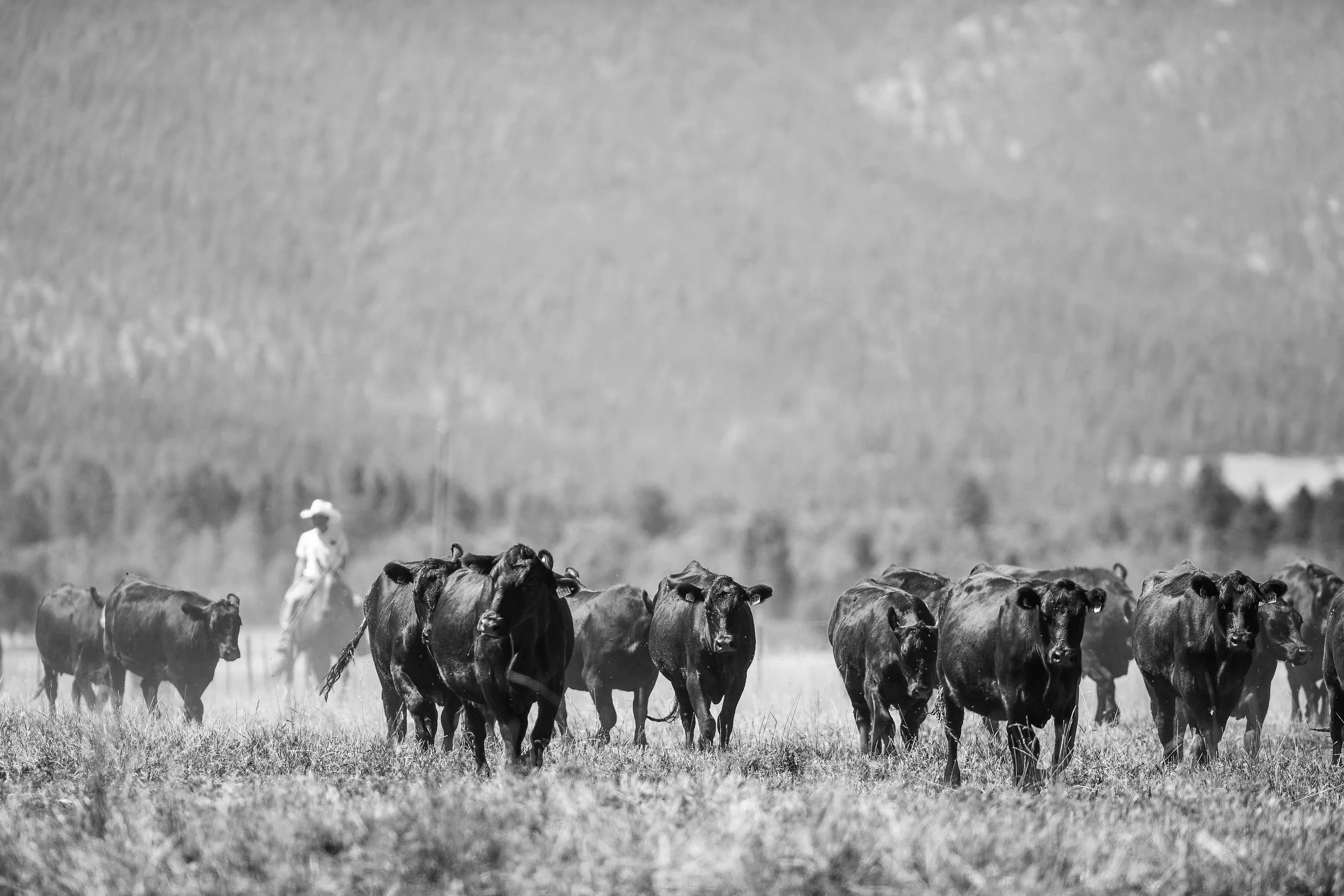 Sales — Thomas Angus Ranch