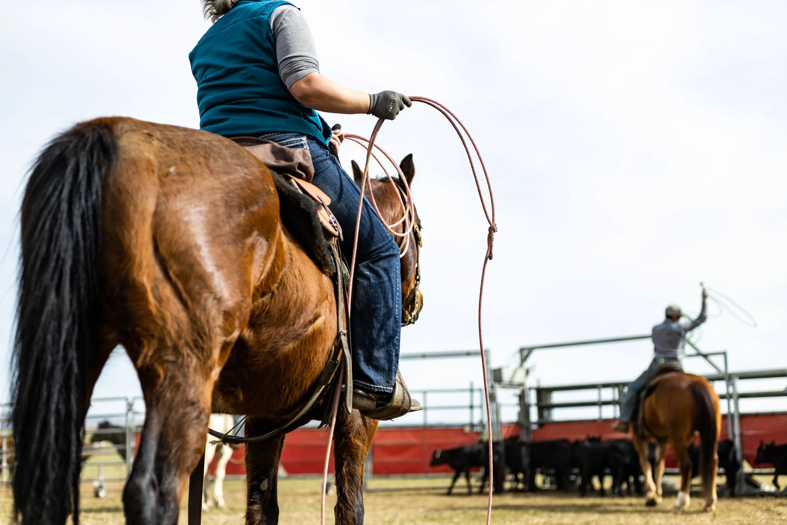Thomas Angus Ranch