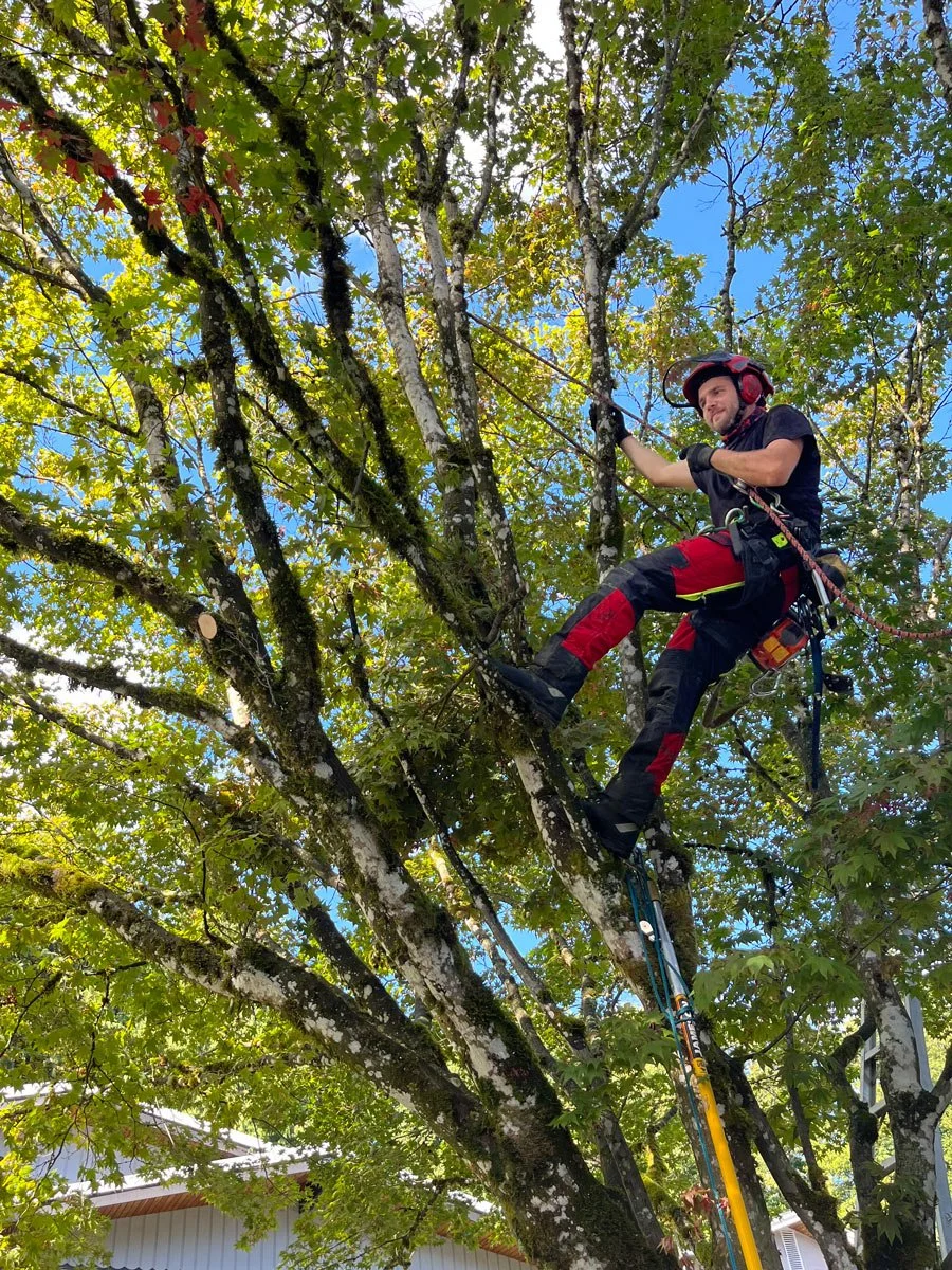 Tree Pruning in North Vancouver Green sky