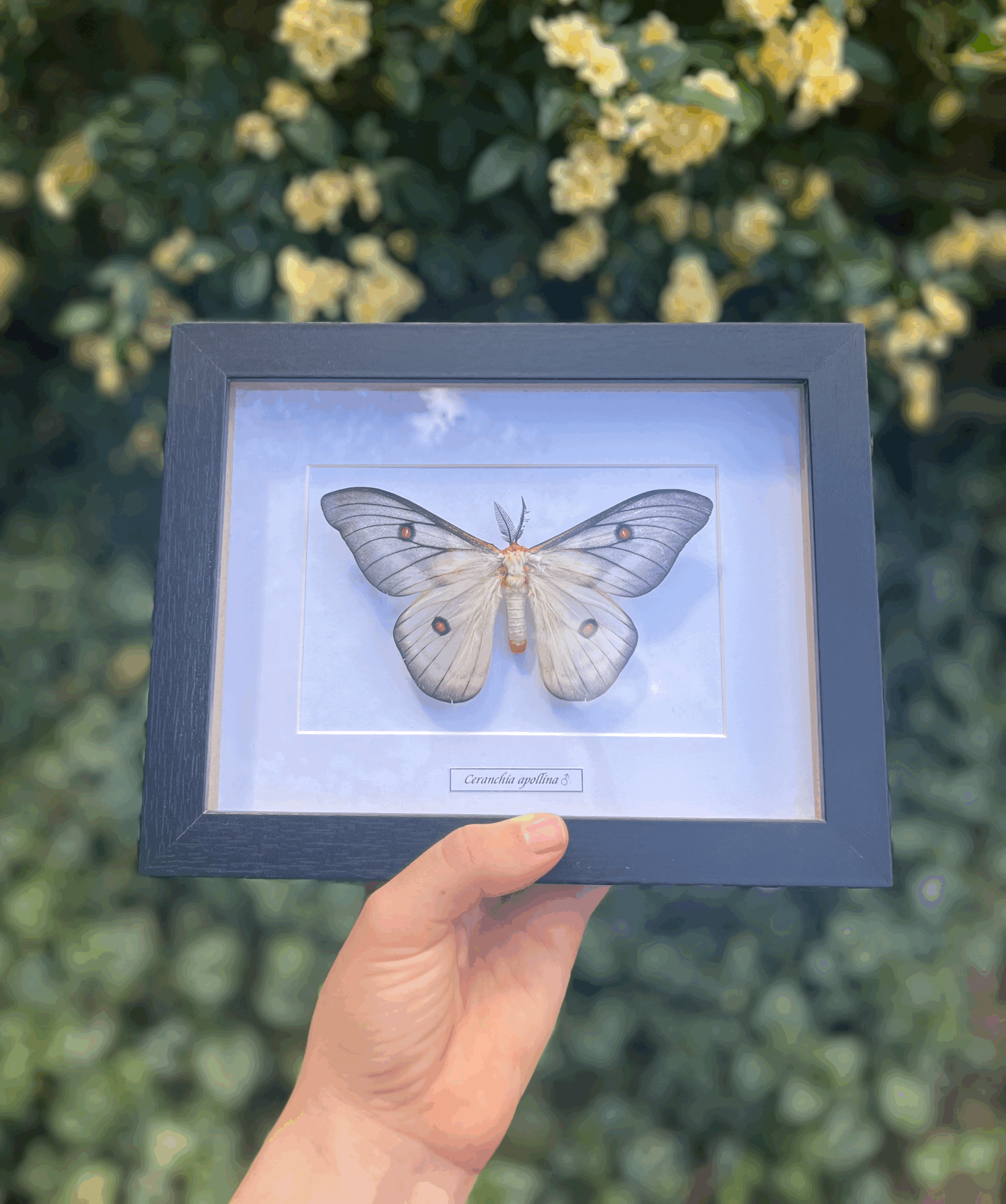 Ghostly silk moth ♂