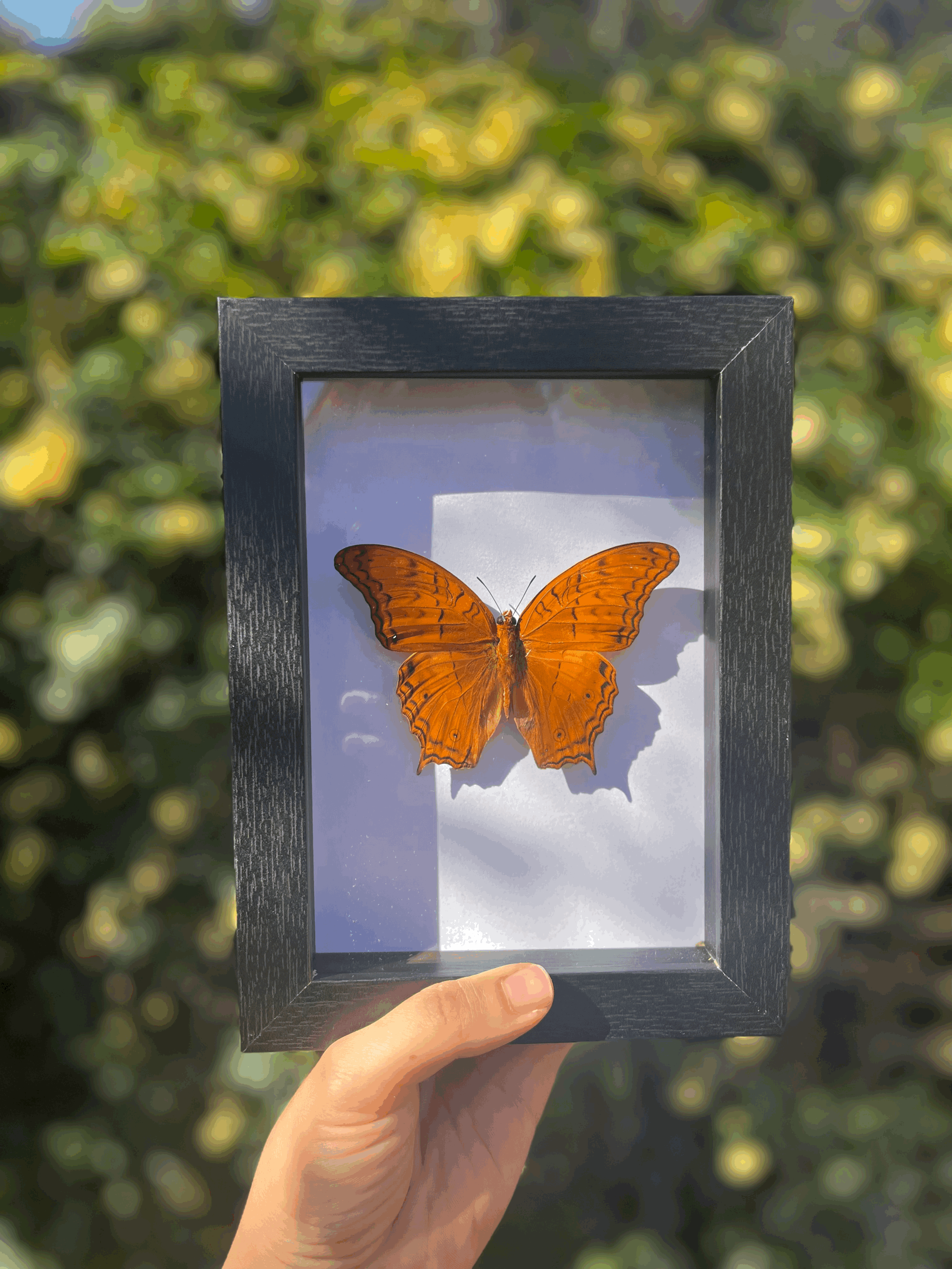 Cruiser butterfly