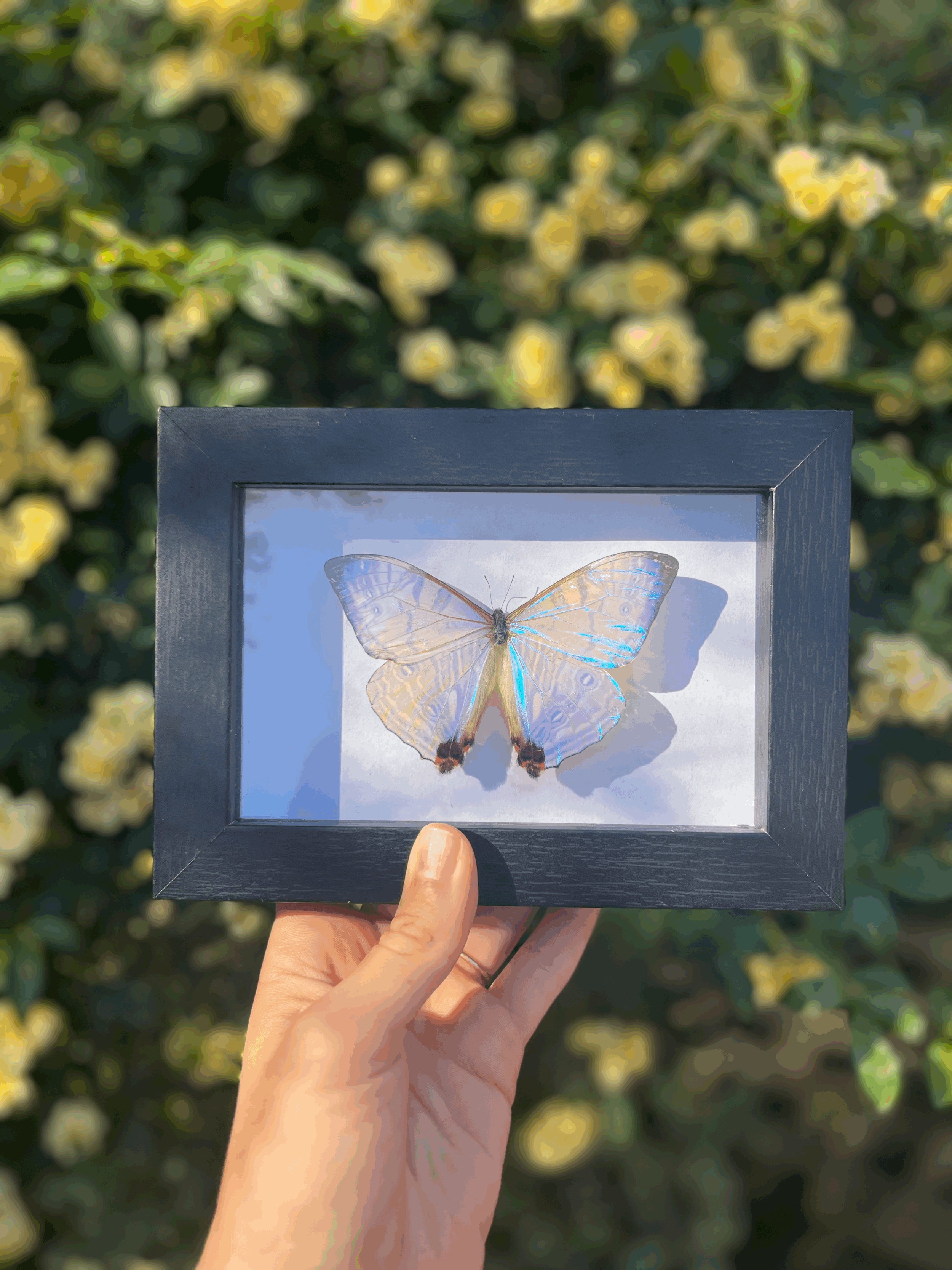 Morpho sulkowskyi