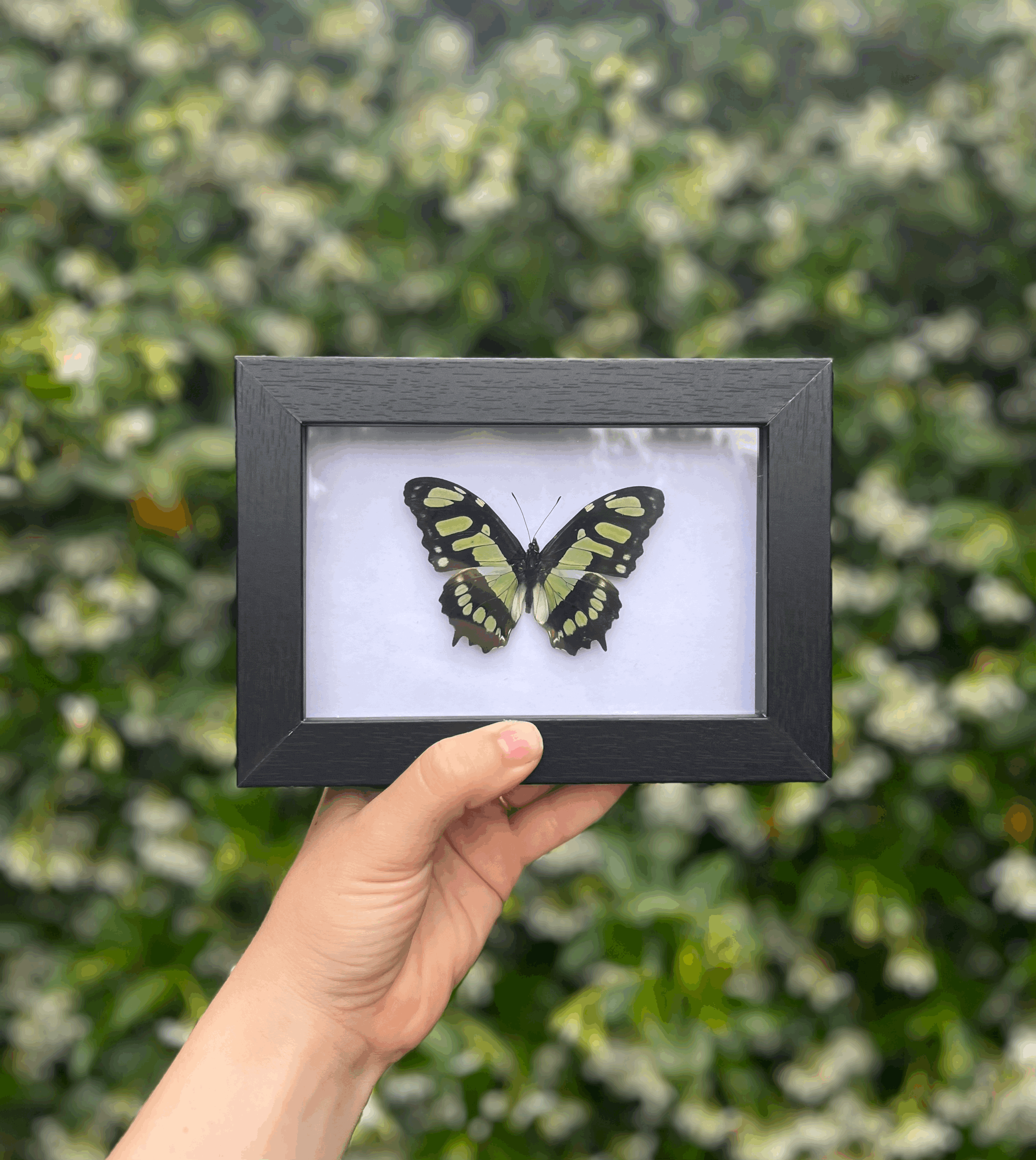 Malachite butterfly