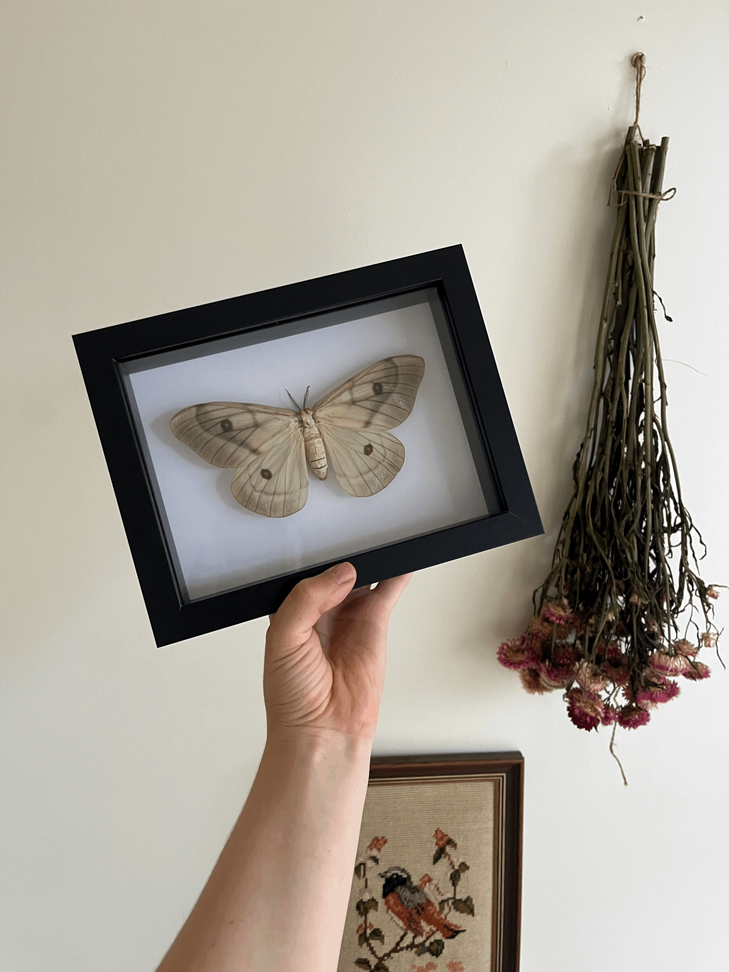 Ghostly Silk Moth ♀