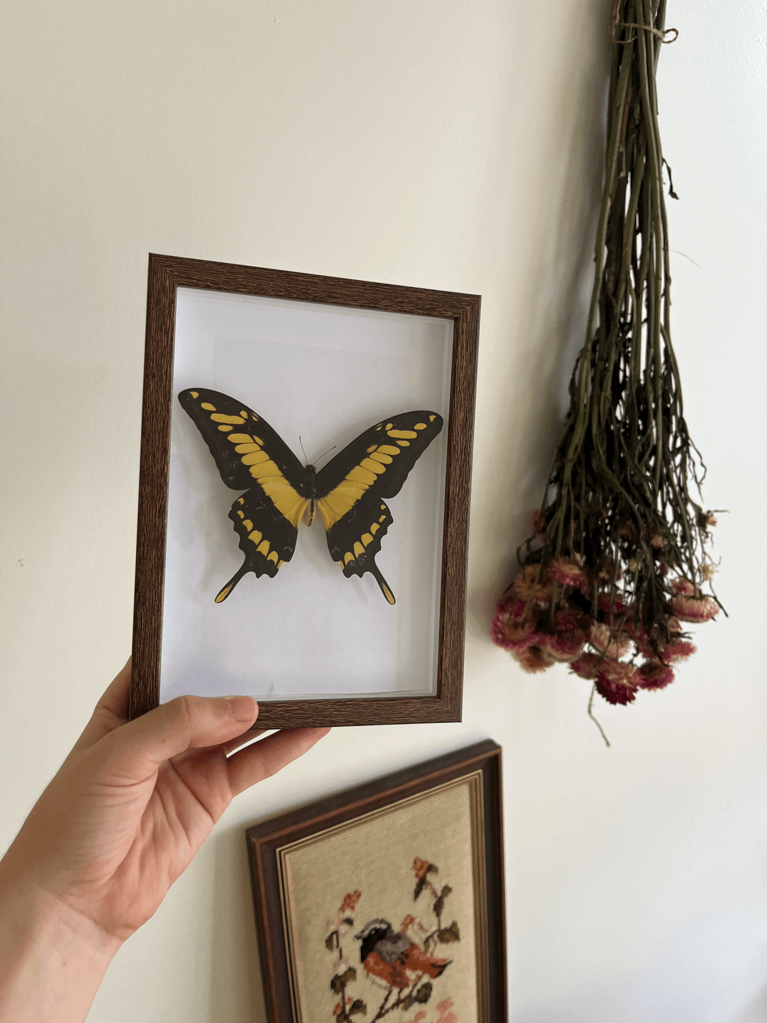 King Swallowtail