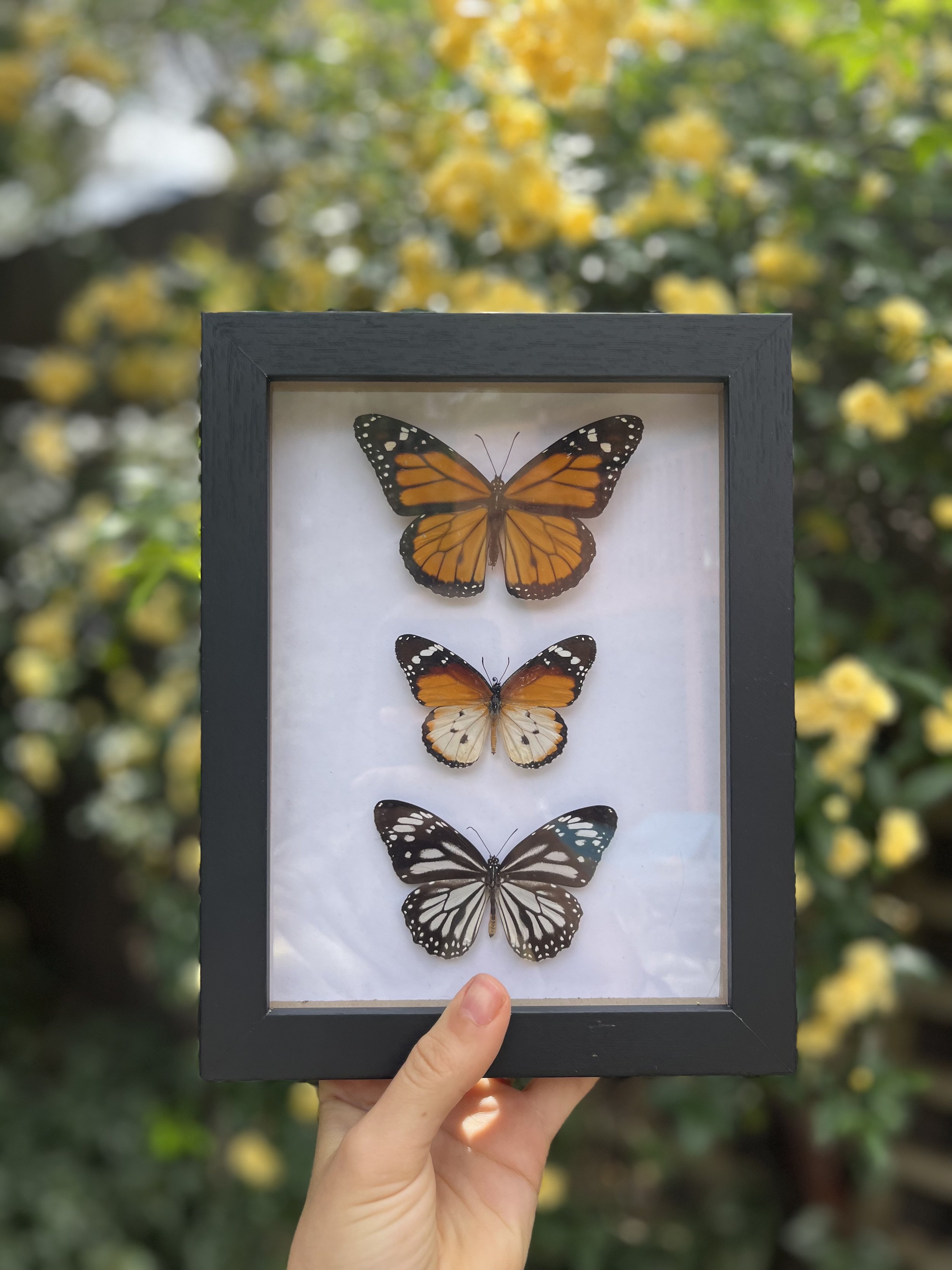 Danaus Trio