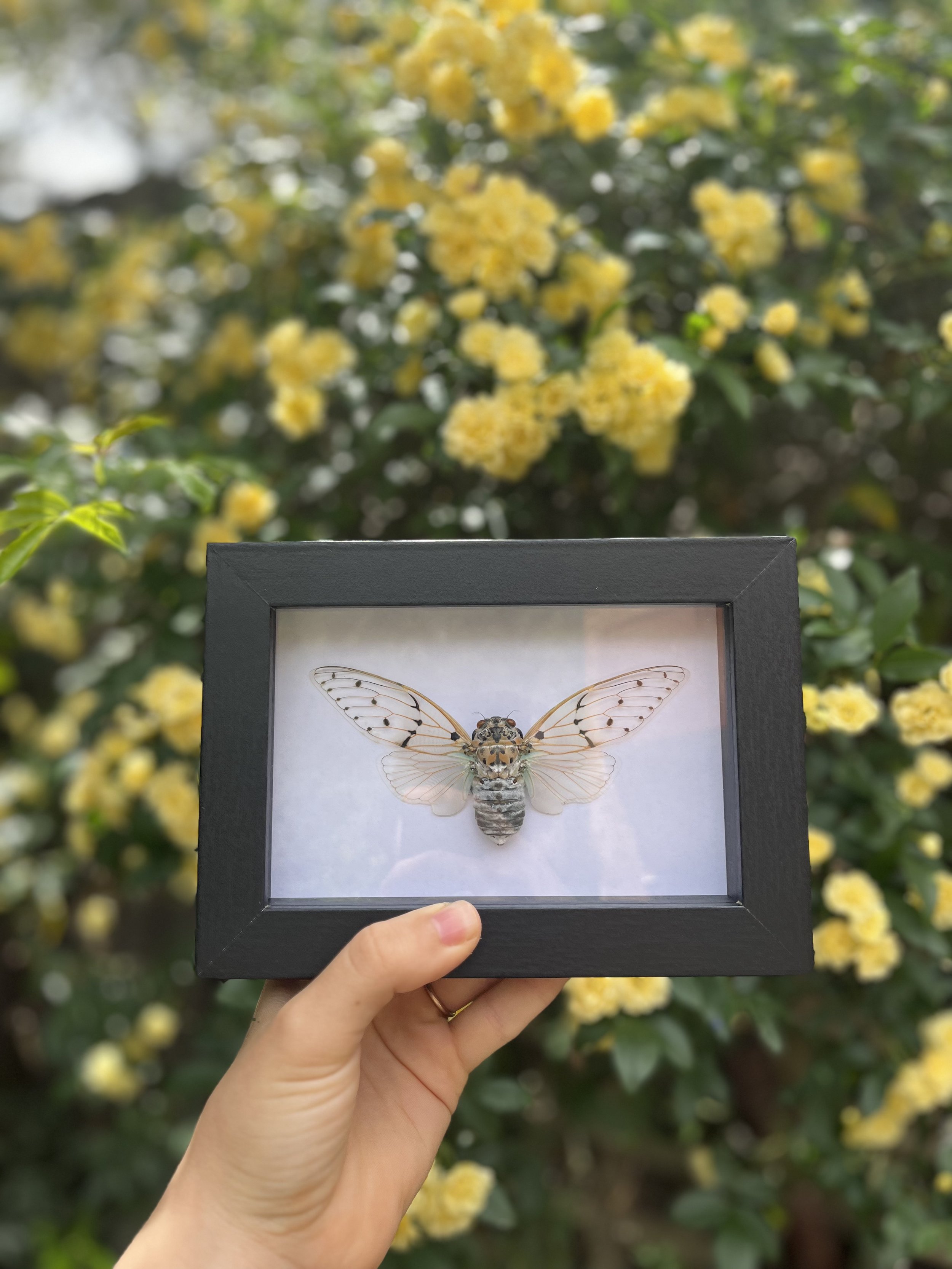 Ghost Cicada