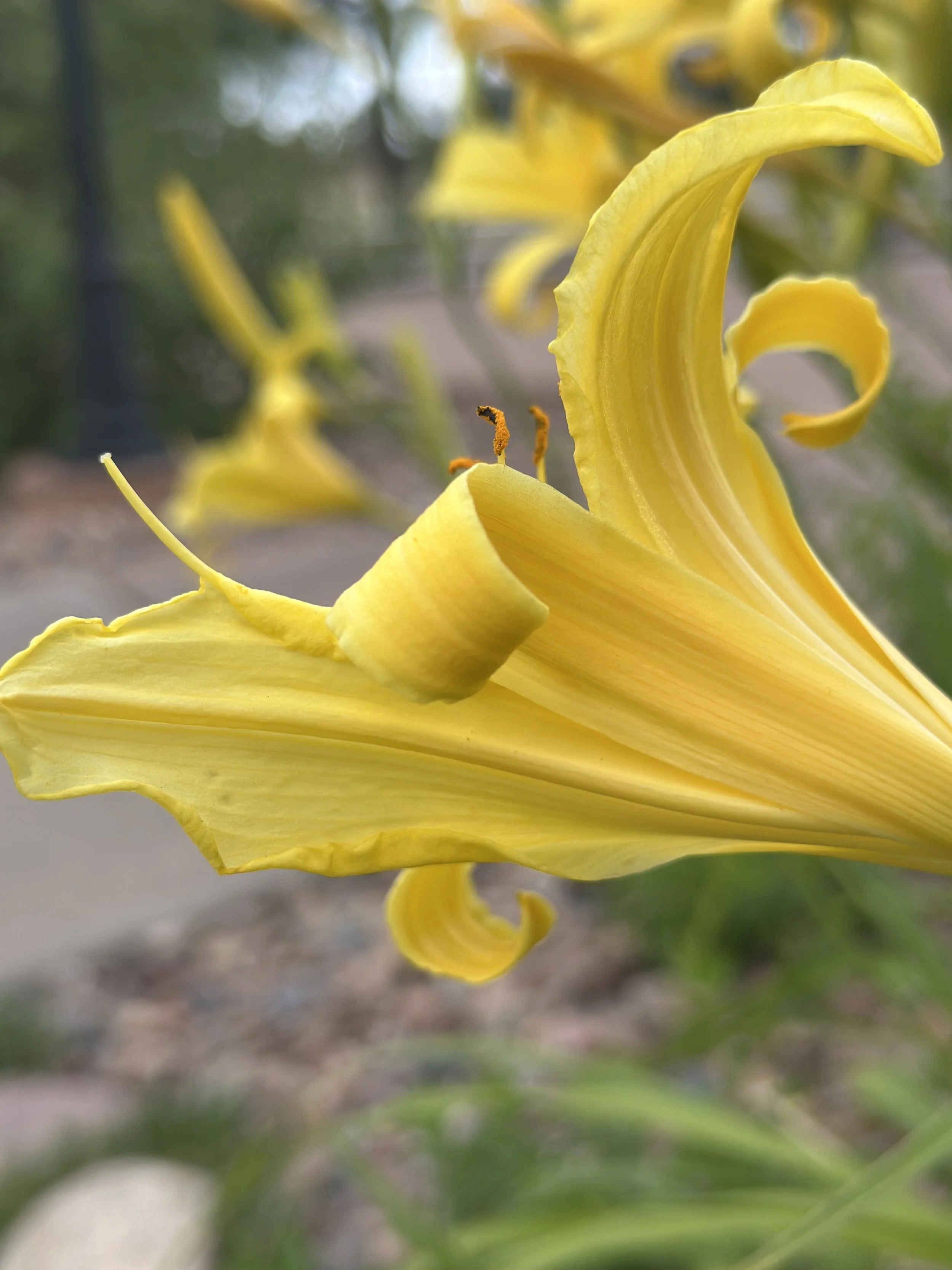 Yellow Lily.jpeg
