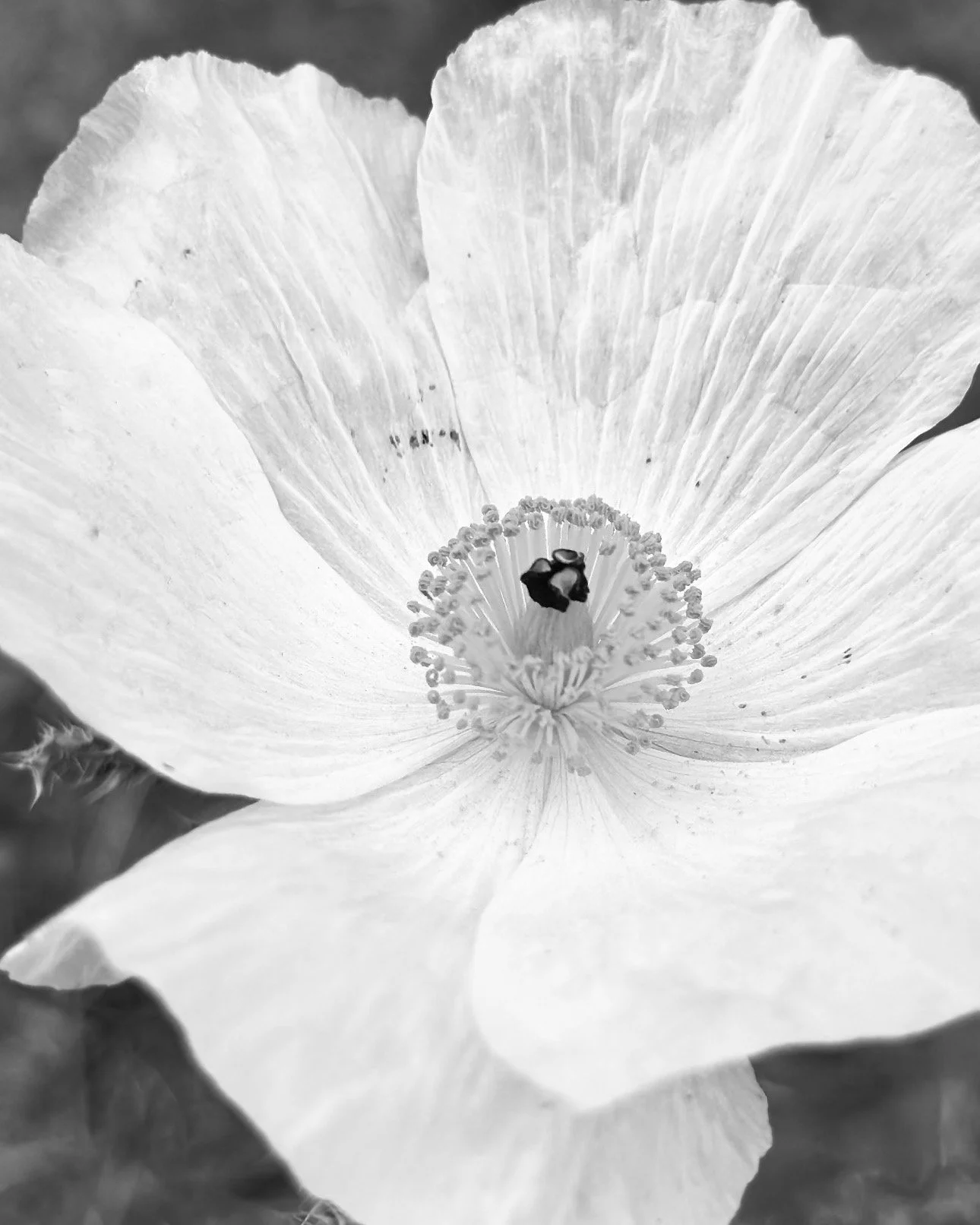 Holyhock in Black and White.jpeg