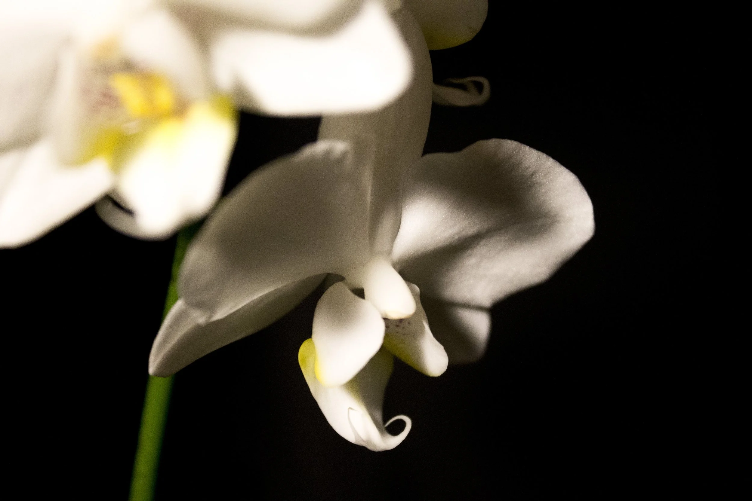 orchidfour.jpeg