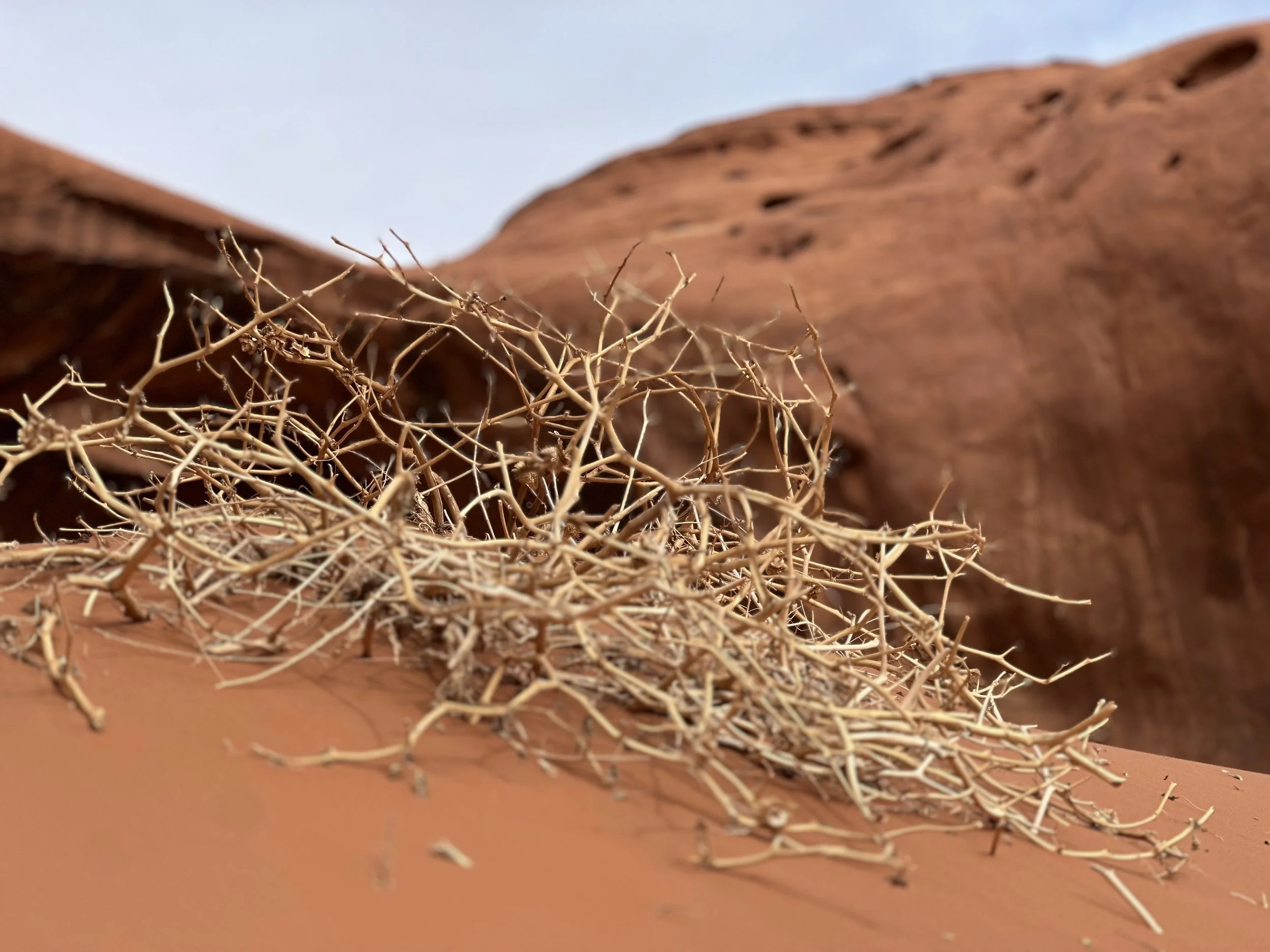 Monument Shrub 4.jpeg